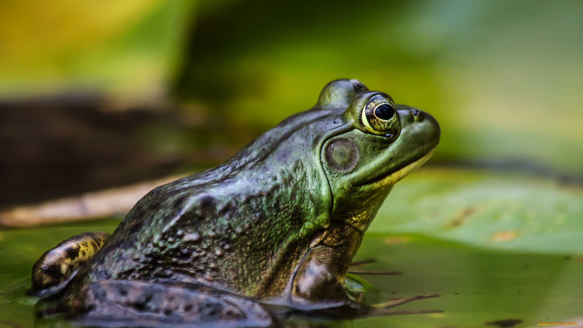 животные, лягушки, лягушка