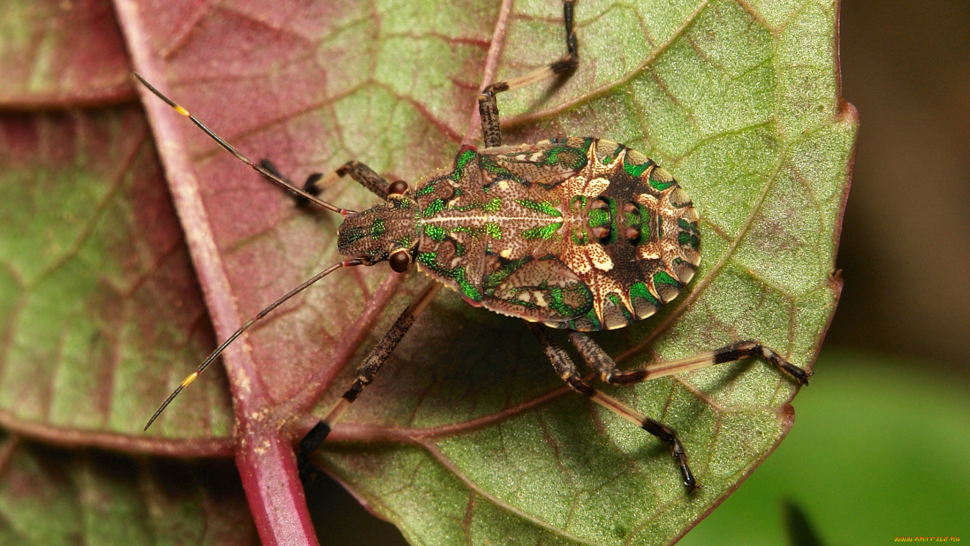 животные, насекомые, itchydogimages, лист, жук, макро