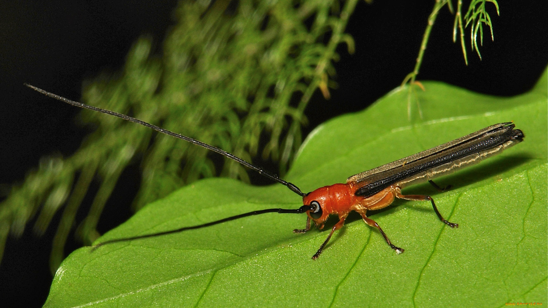 животные, насекомые, макро, насекомое, itchydogimages