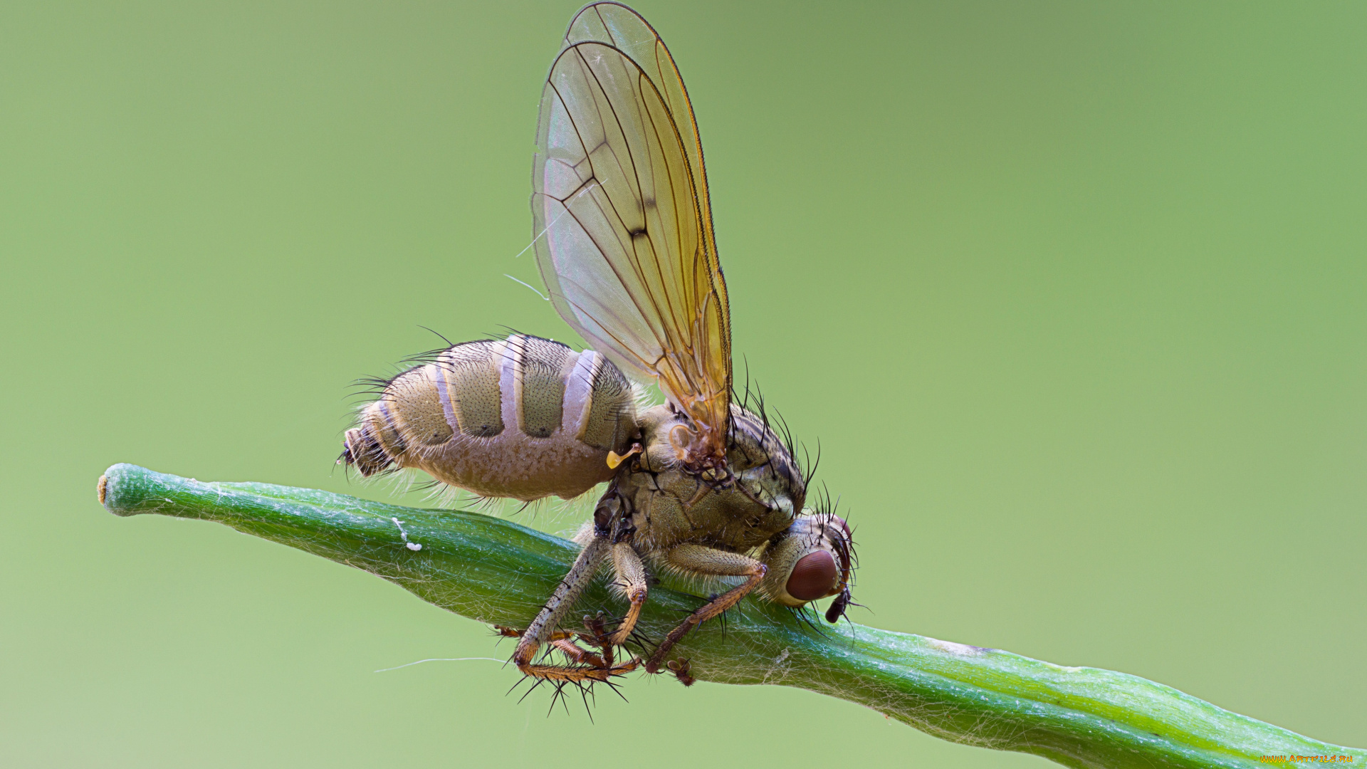 животные, насекомые, муха, фон, травинка, cristian, arghius, макро