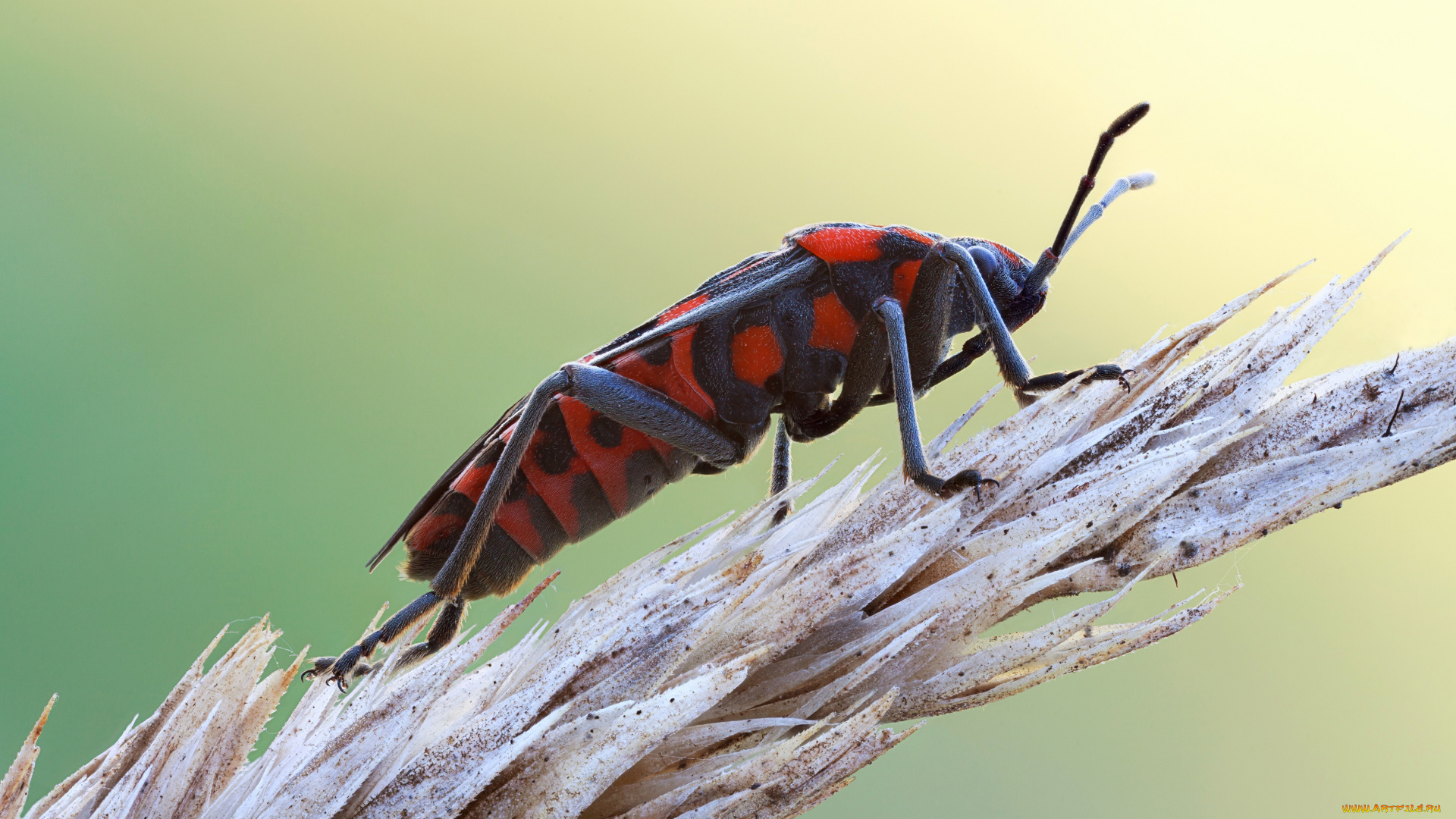 животные, насекомые, насекомое, cristian, arghius, зелёный, фон, макро