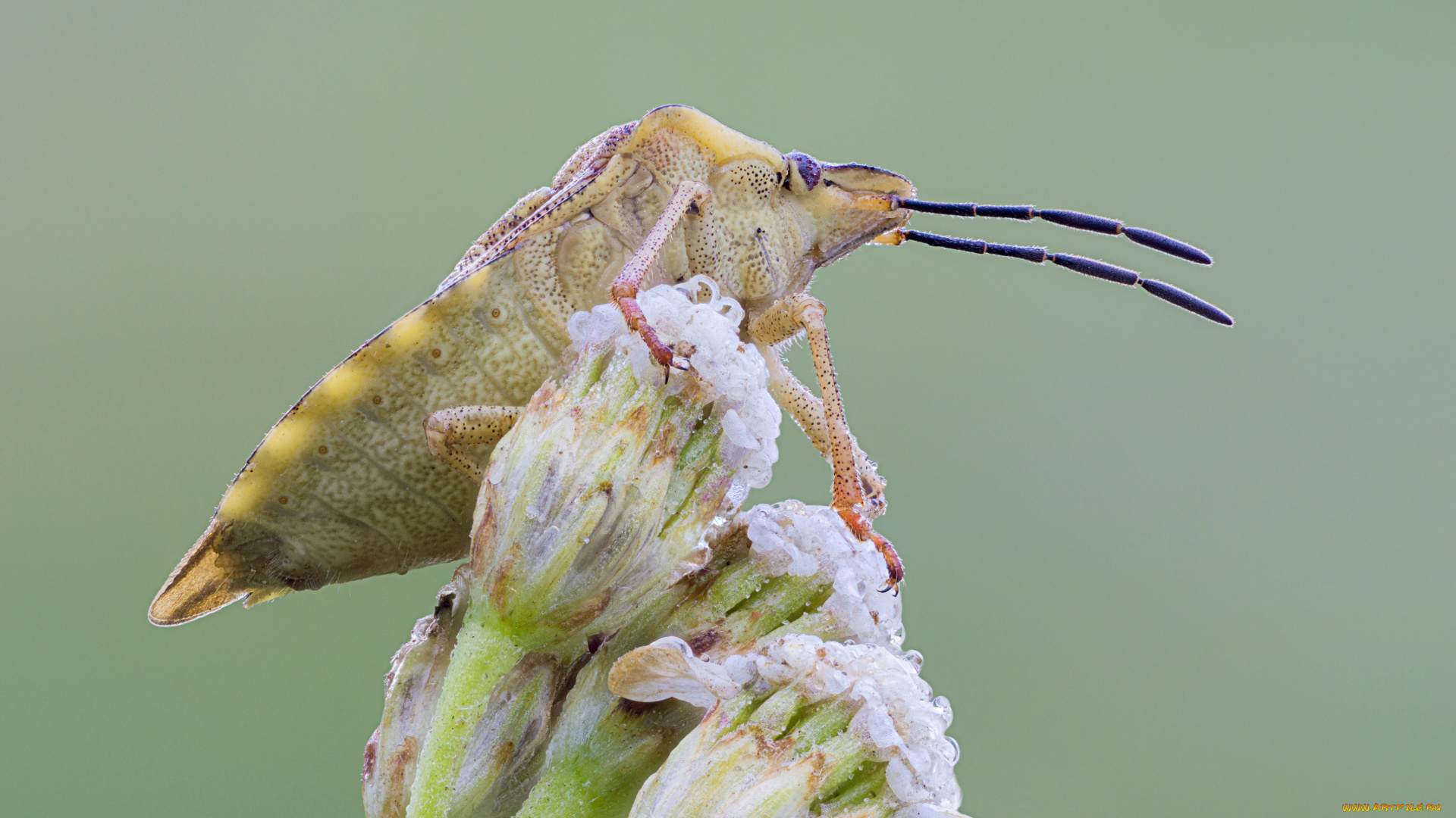 животные, насекомые, насекомое, cristian, arghius, макро, фон, зелёный
