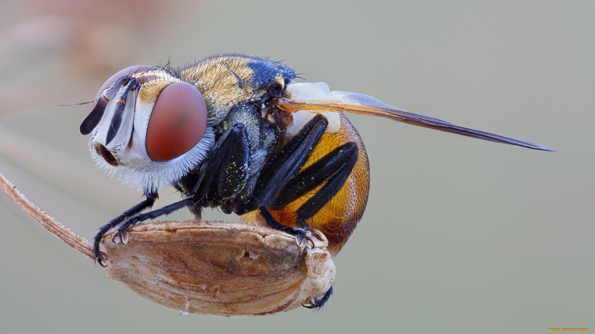 животные, насекомые, насекомое, фон, cristian, arghius, травинка, макро