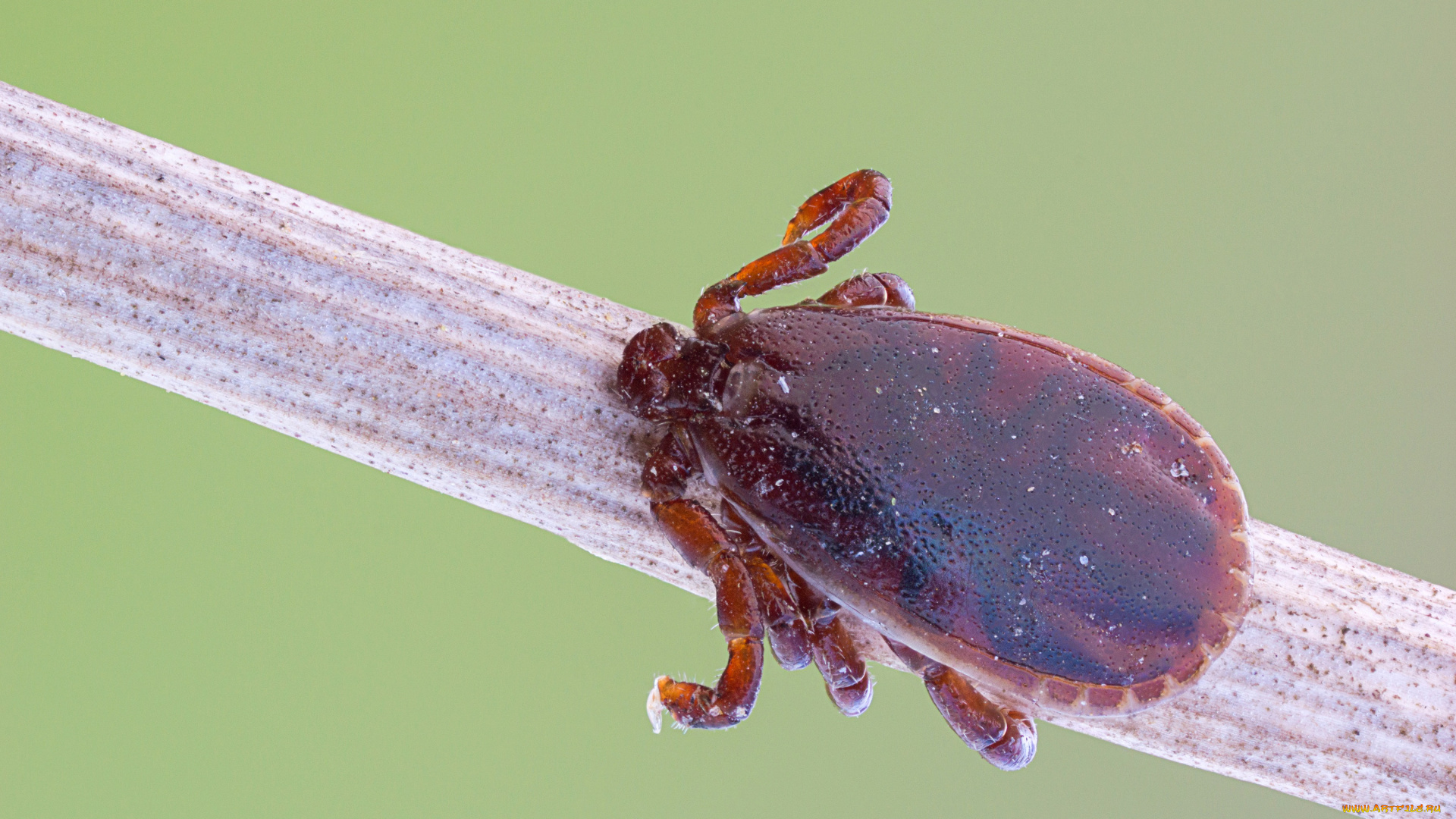 животные, насекомые, насекомое, фон, травинка, макро, cristian, arghius