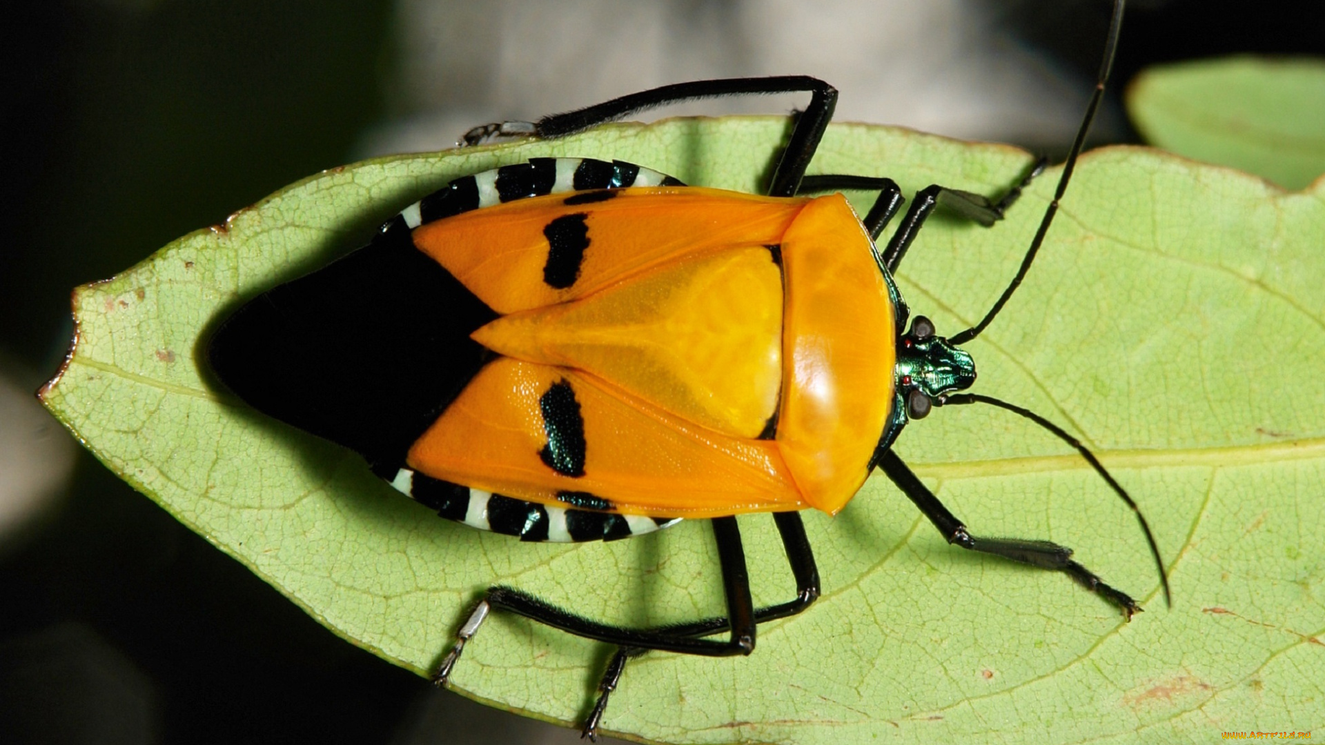 животные, насекомые, усики, лапки, клоп, itchydogimages, жук, лист, макро