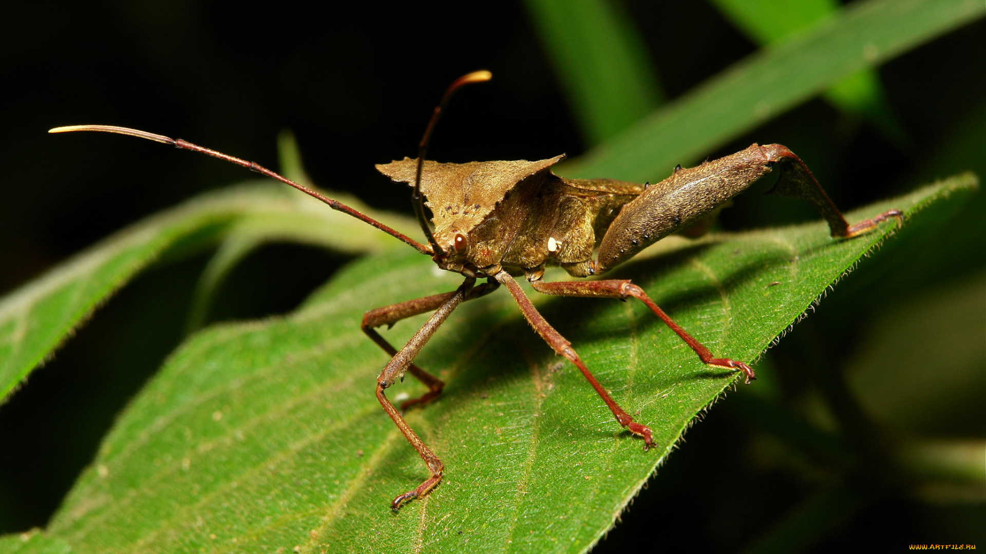 животные, насекомые, усики, лапки, клоп, жук, лист, макро, itchydogimages