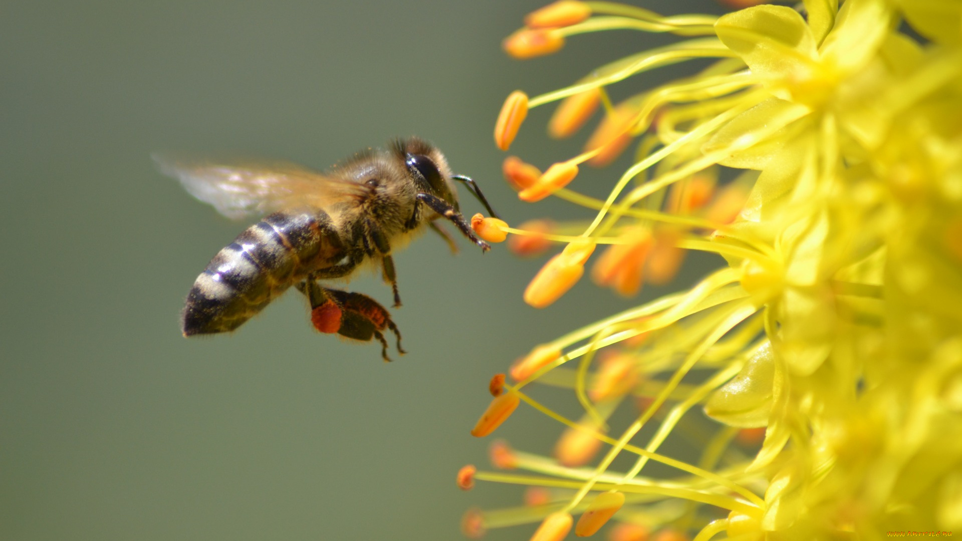 животные, пчелы, , осы, , шмели, природа, лето, пчела, насекомые, флора