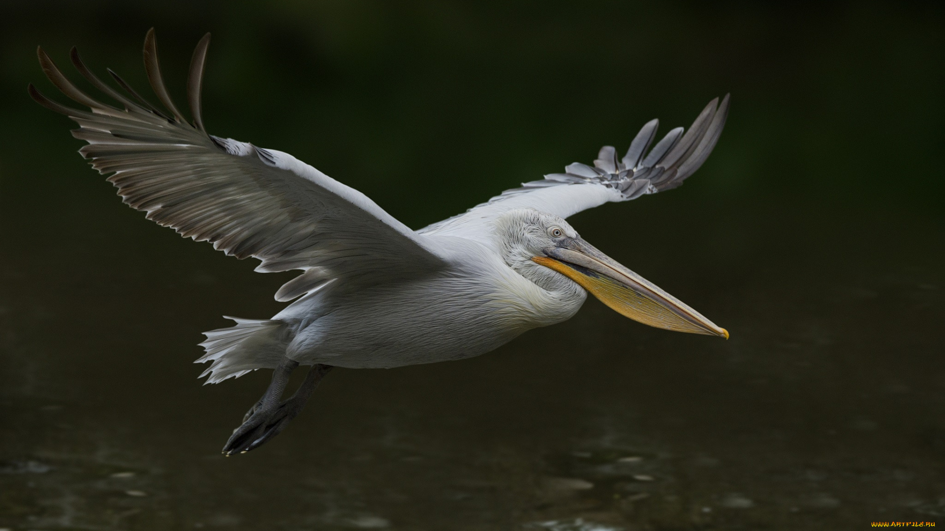 животные, пеликаны, пеликан