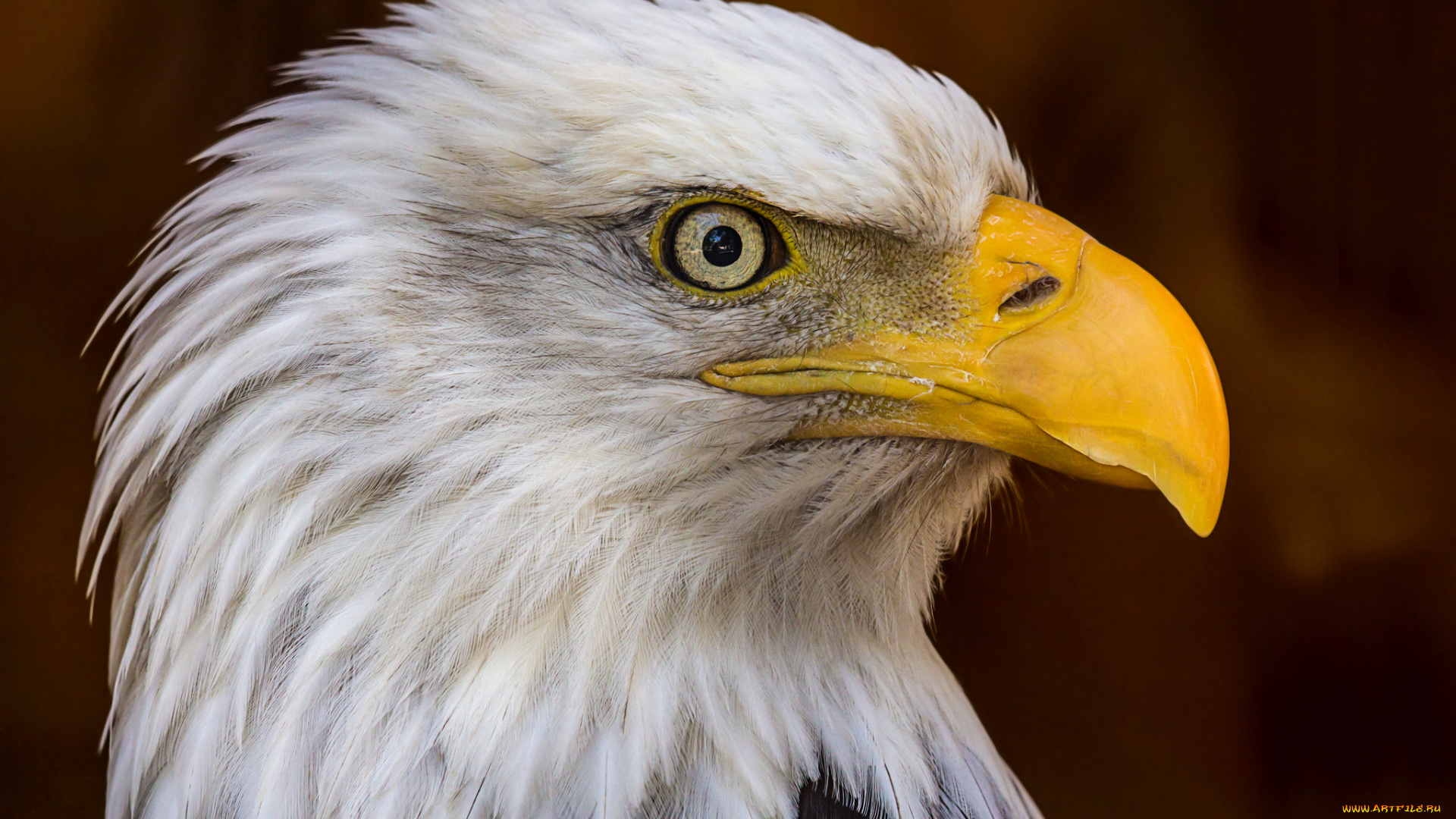 животные, птицы, -, хищники, орлан, белоголовый