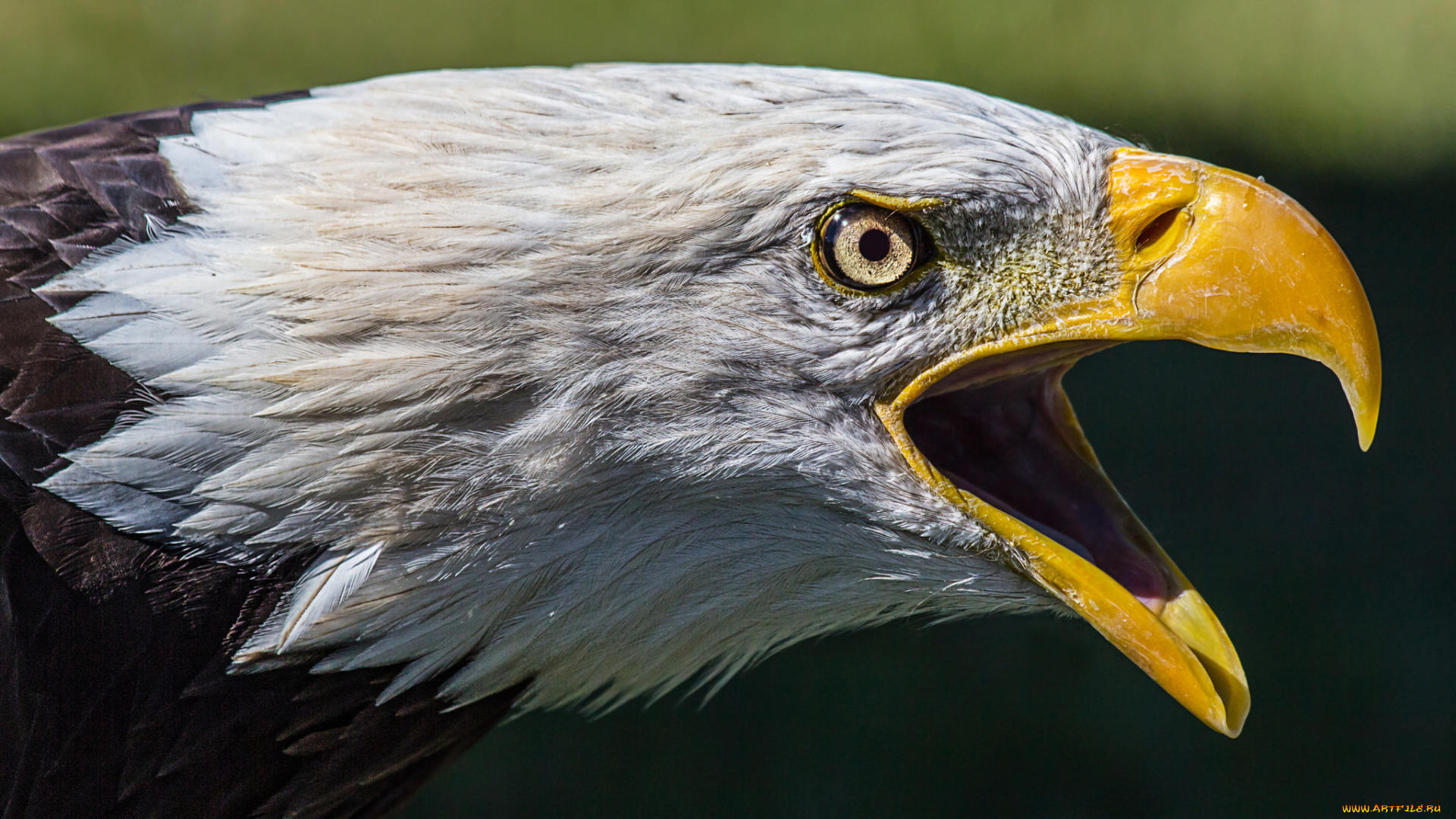 животные, птицы, -, хищники, орлан, белоголовый