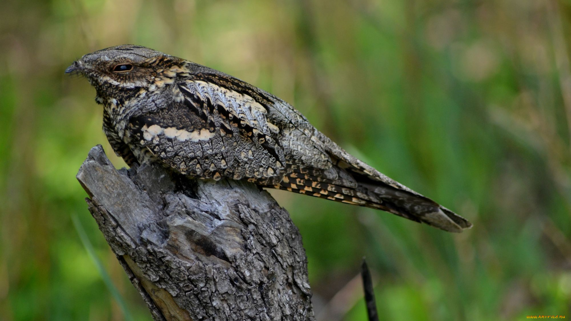 животные, птицы, птица, природа, весна, красота