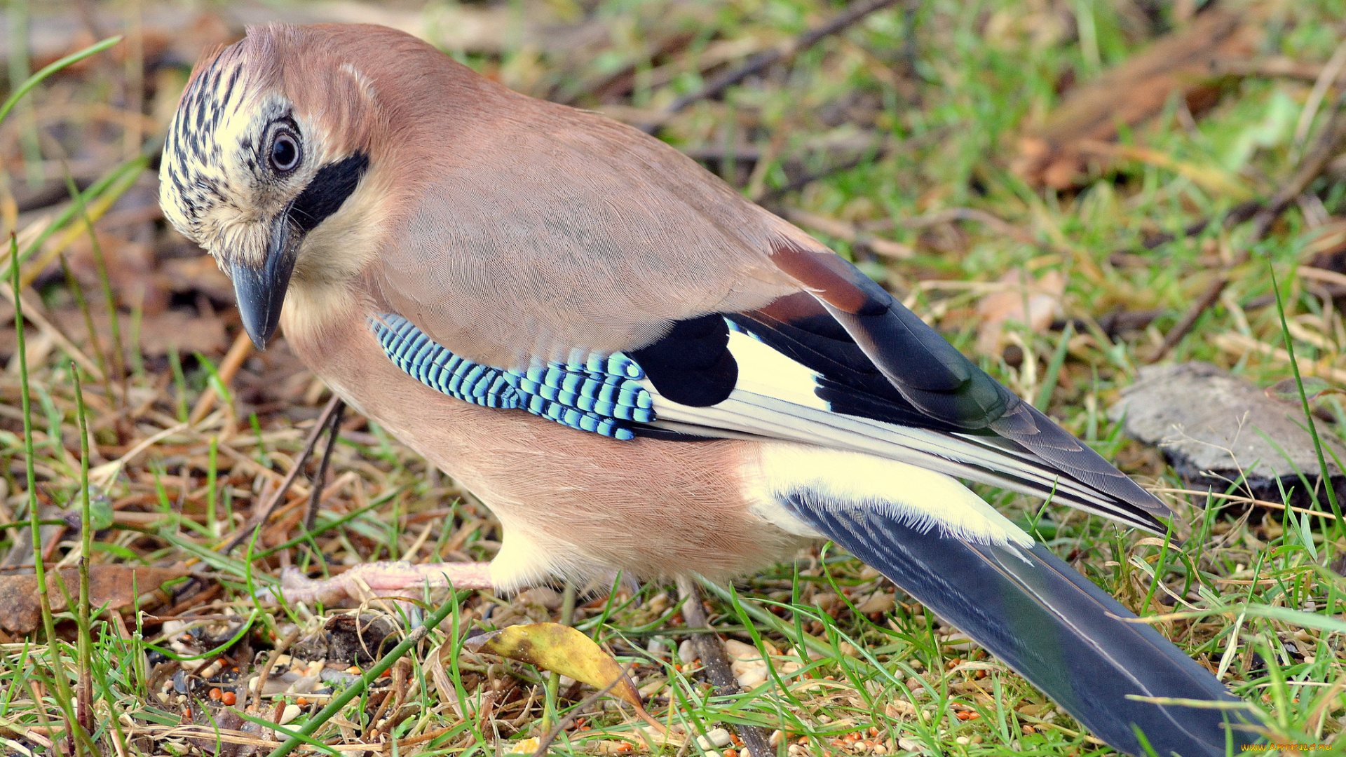 животные, птицы, птичка