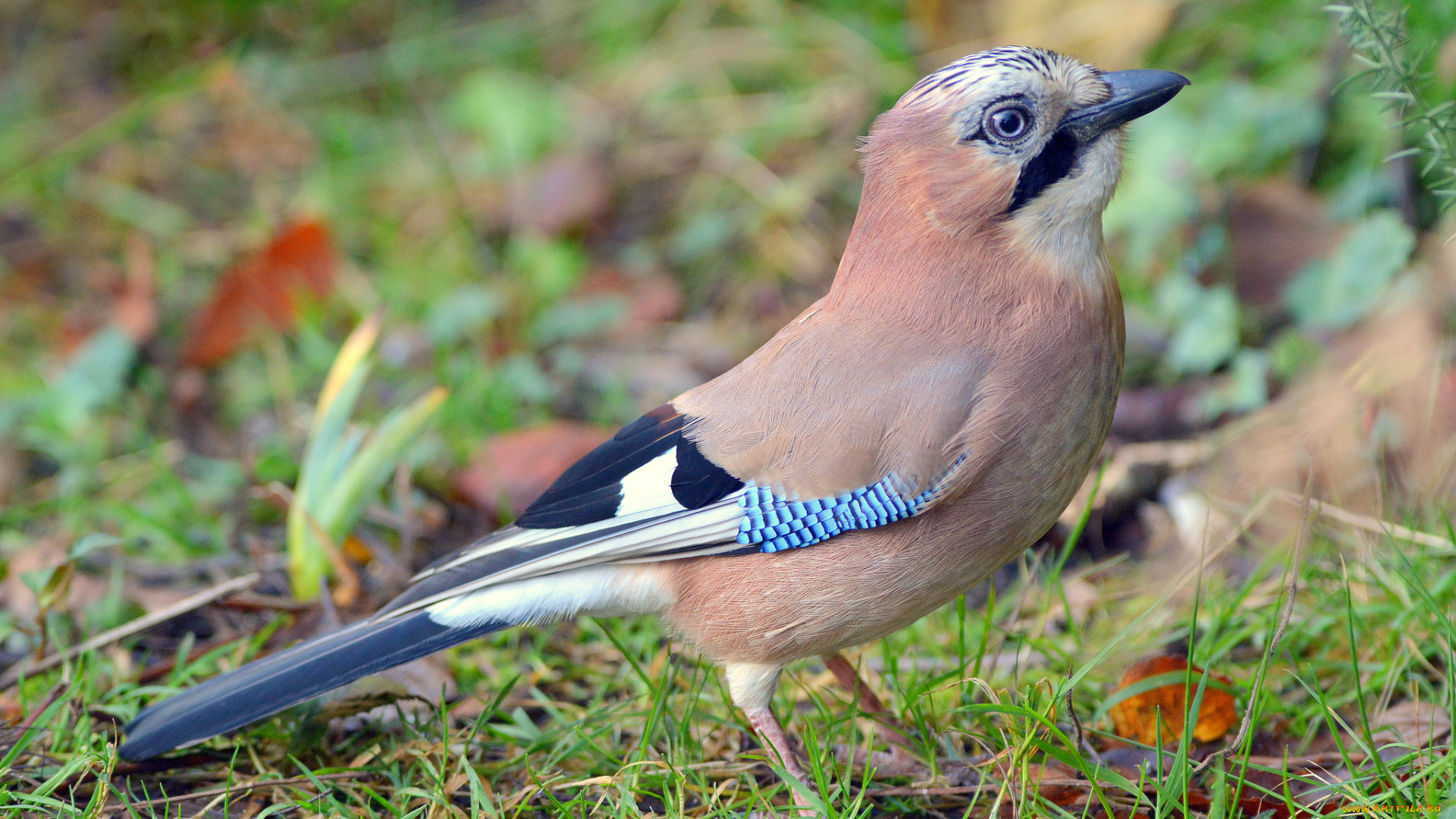 животные, птицы, птичка