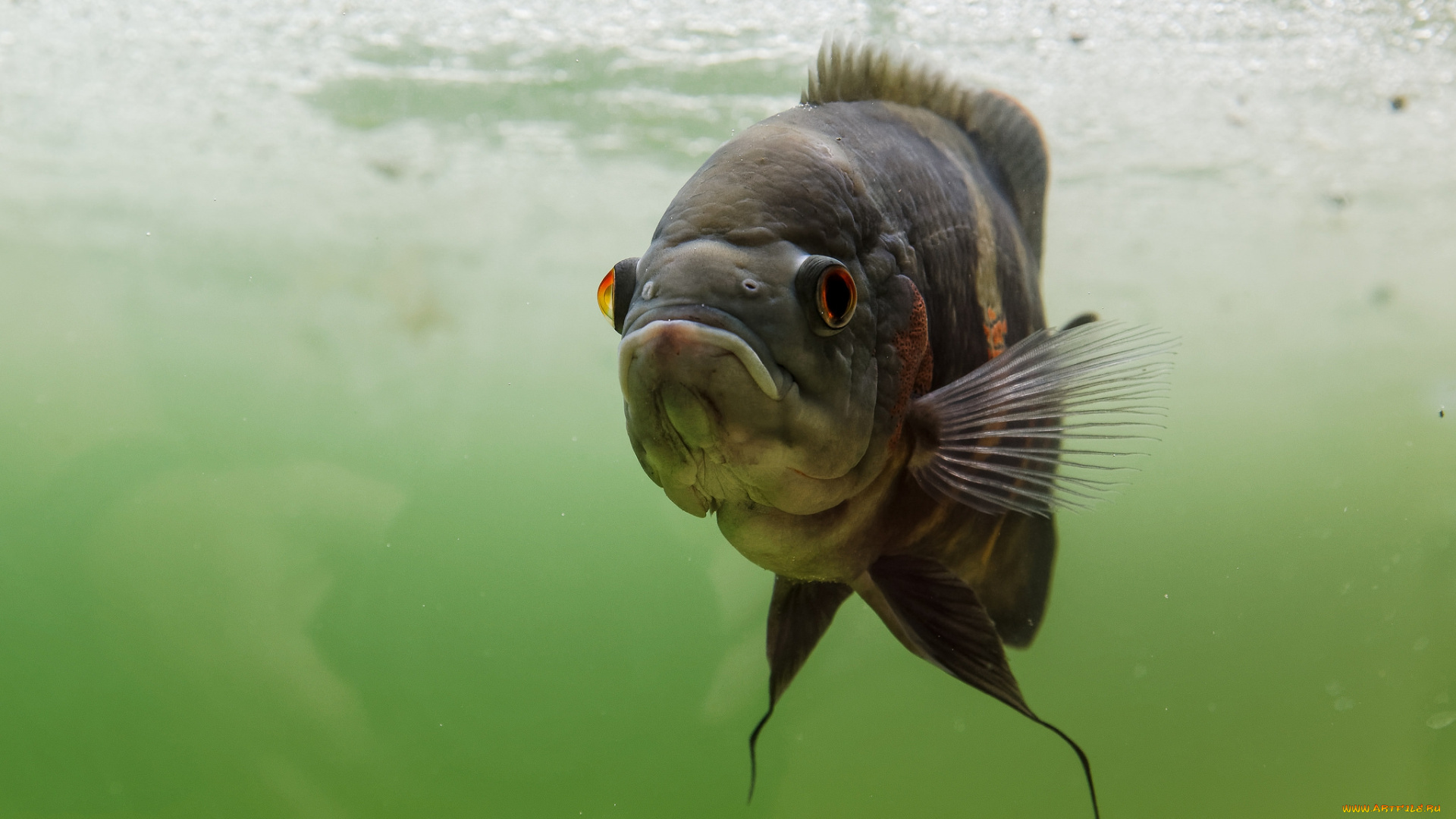 животные, рыбы, рыба