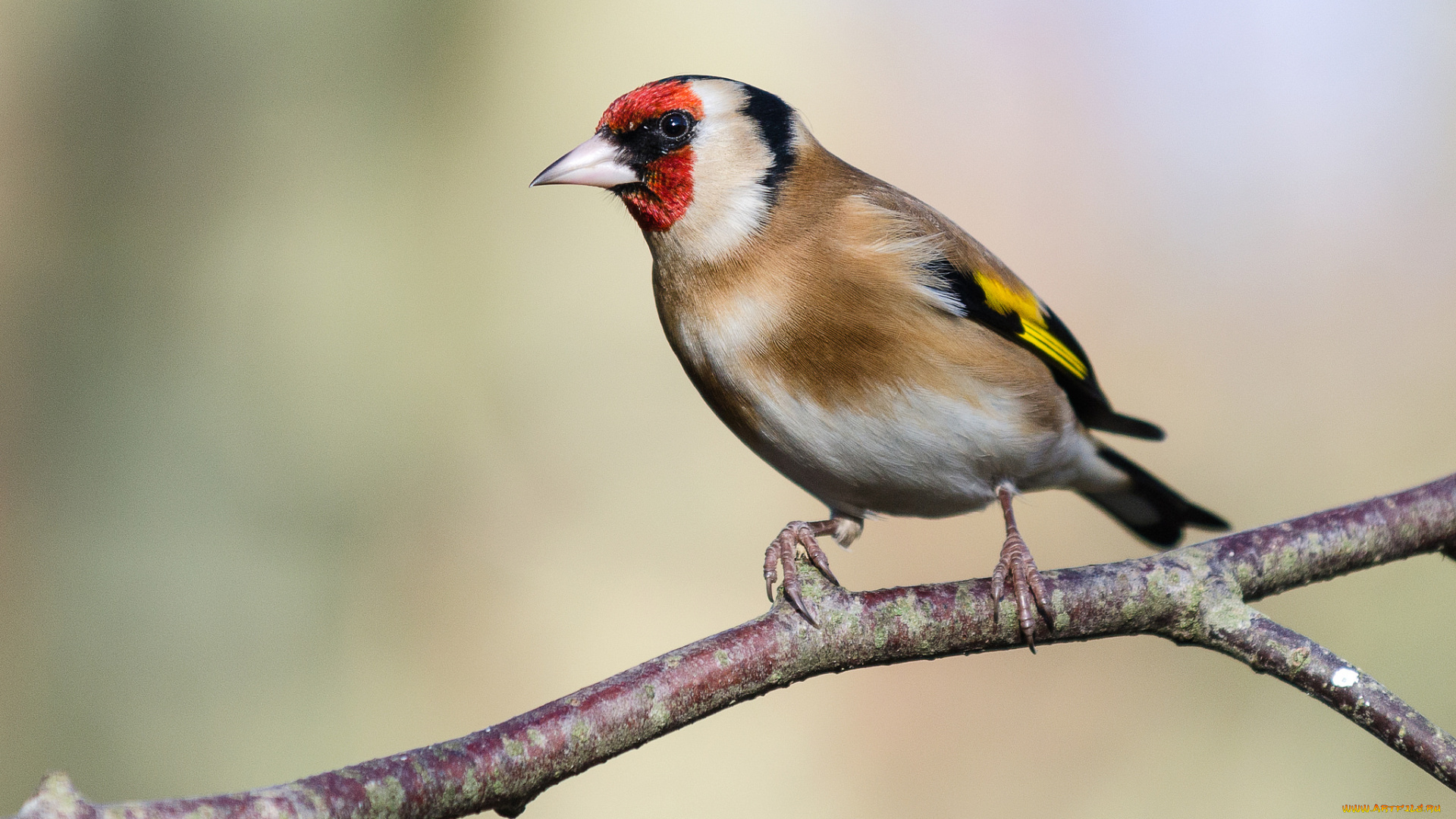 животные, щеглы, , чижи, щегол