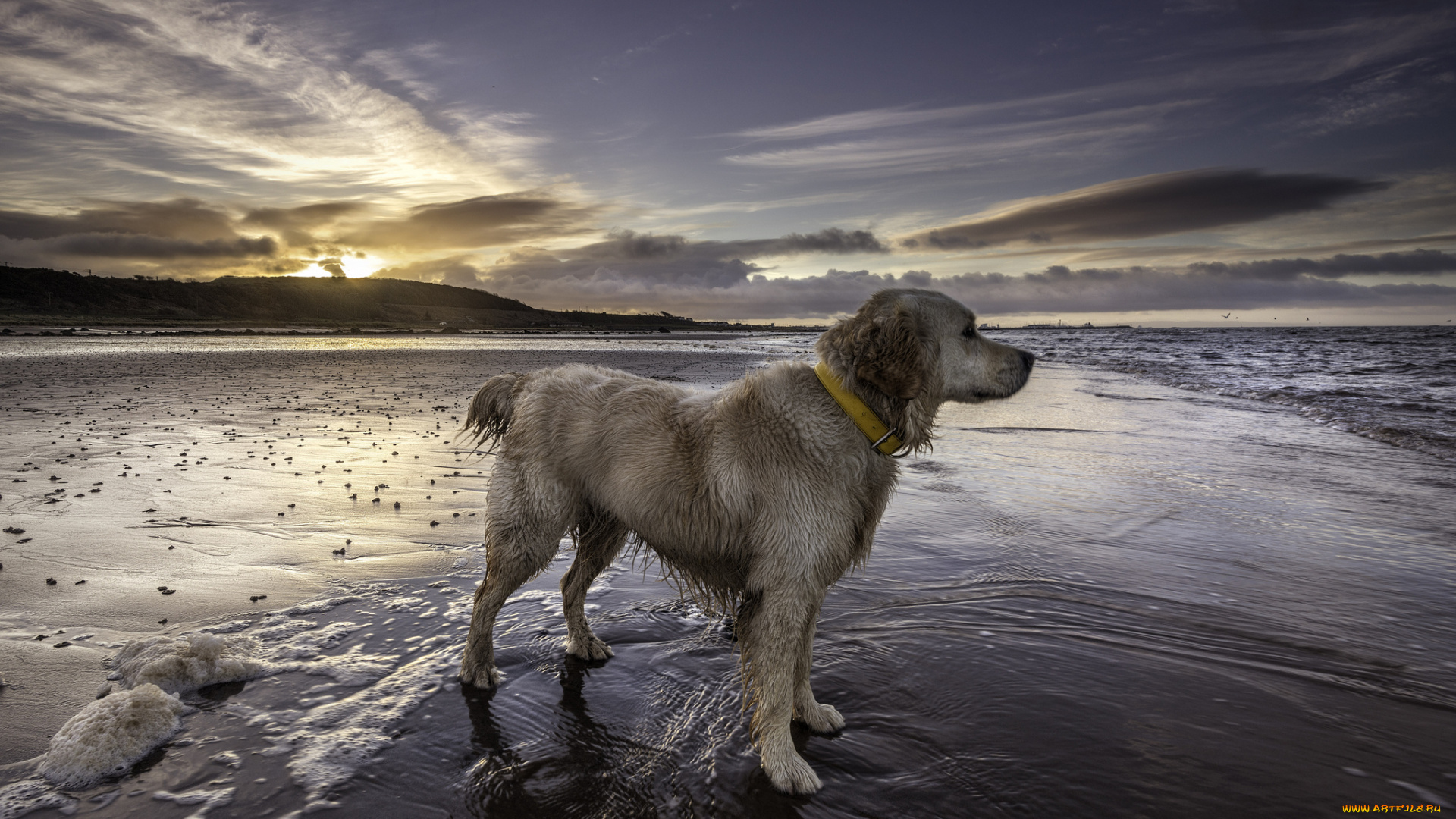 животные, собаки, пес