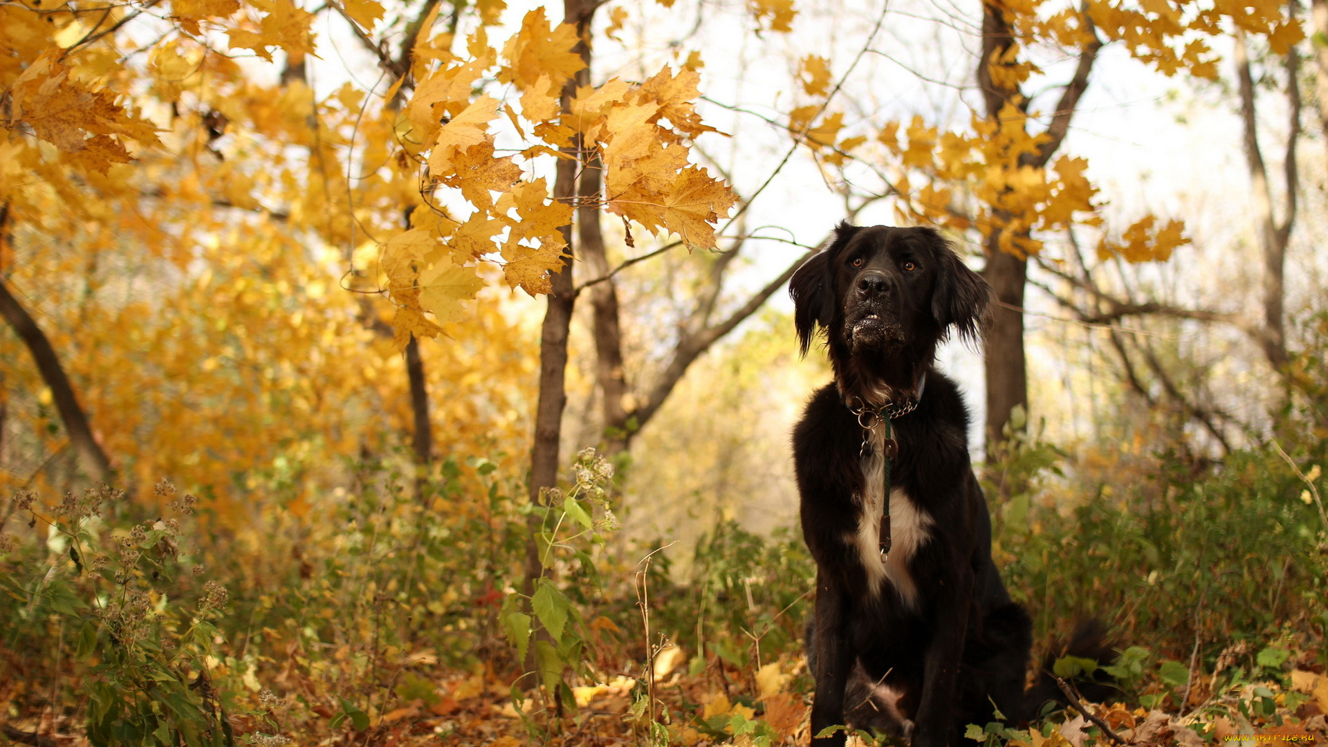 животные, собаки, собака, осень, друг