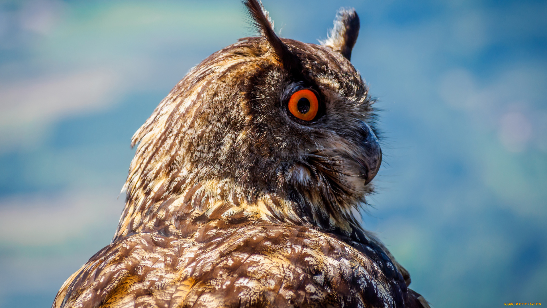 животные, совы, филин, перья, клюв, сова, птица