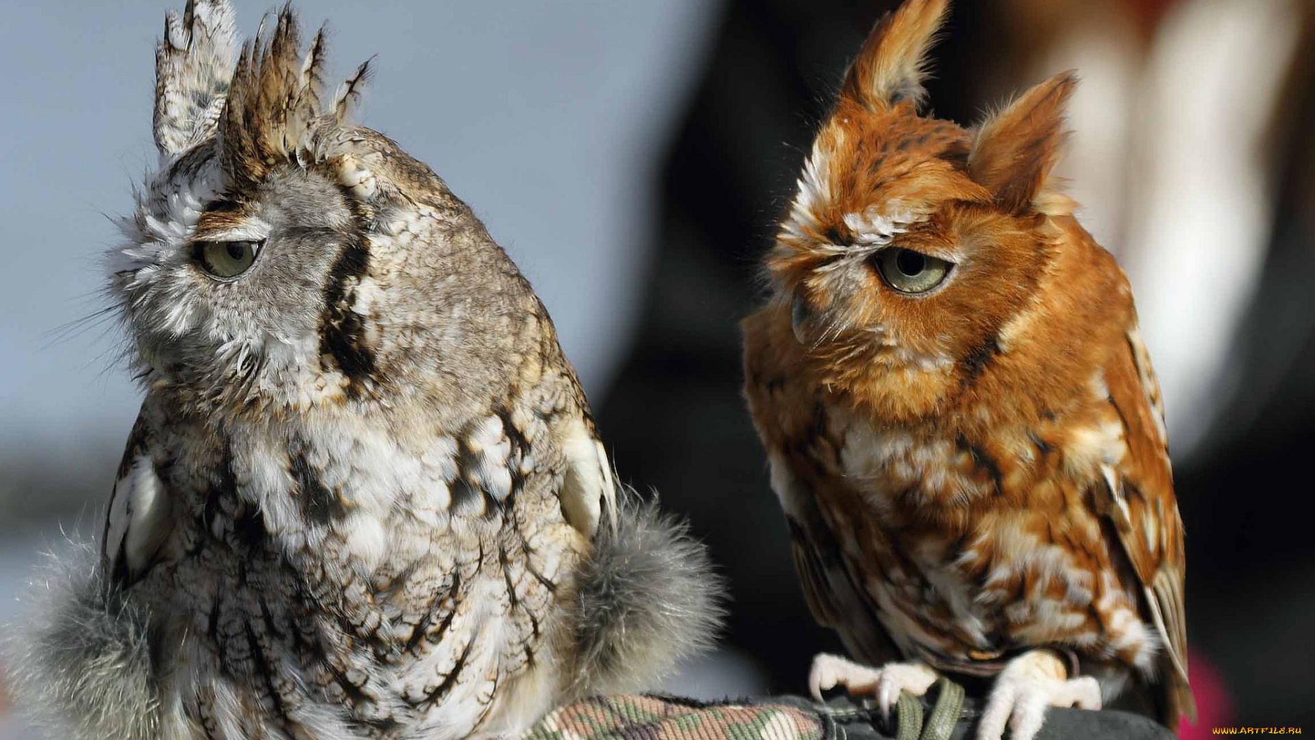 животные, совы, совенок, сова