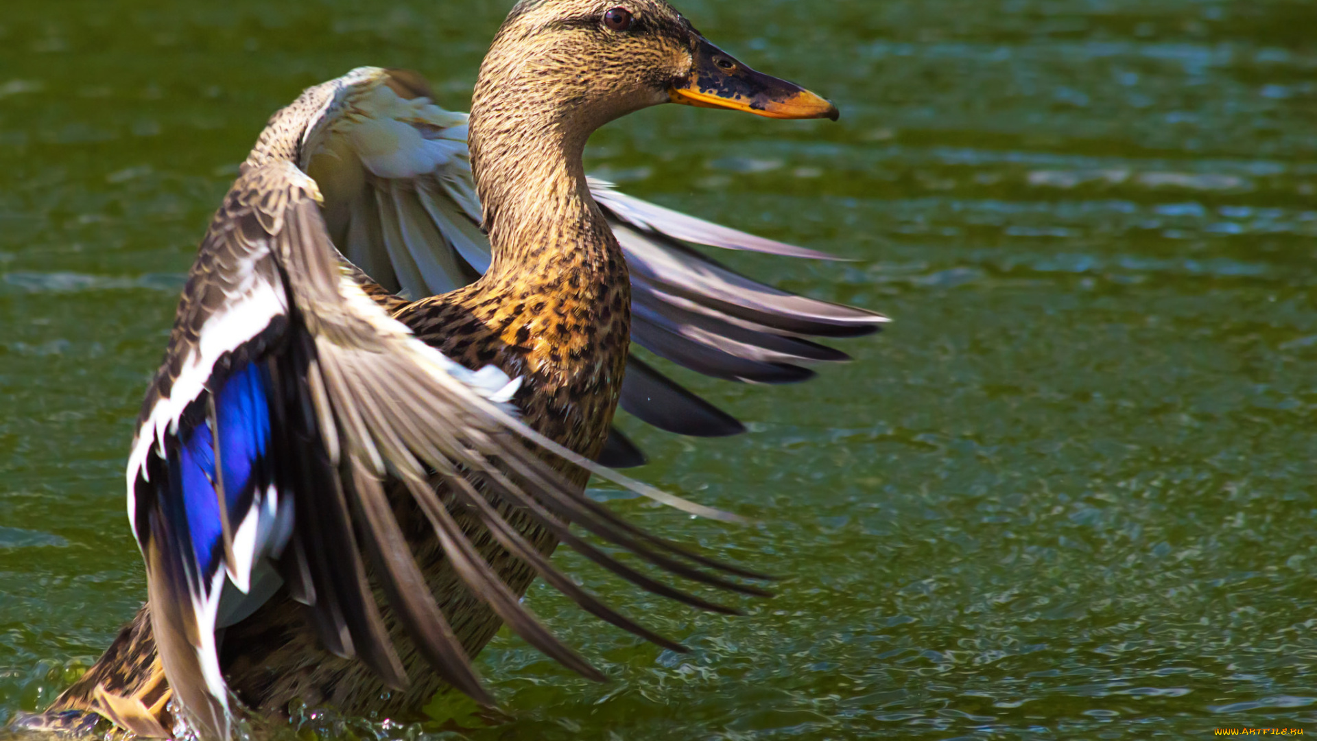 животные, утки, утка