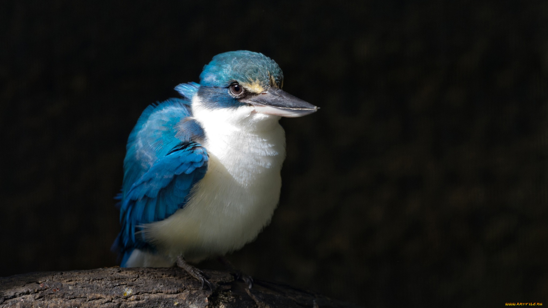 животные, зимородки, птичка