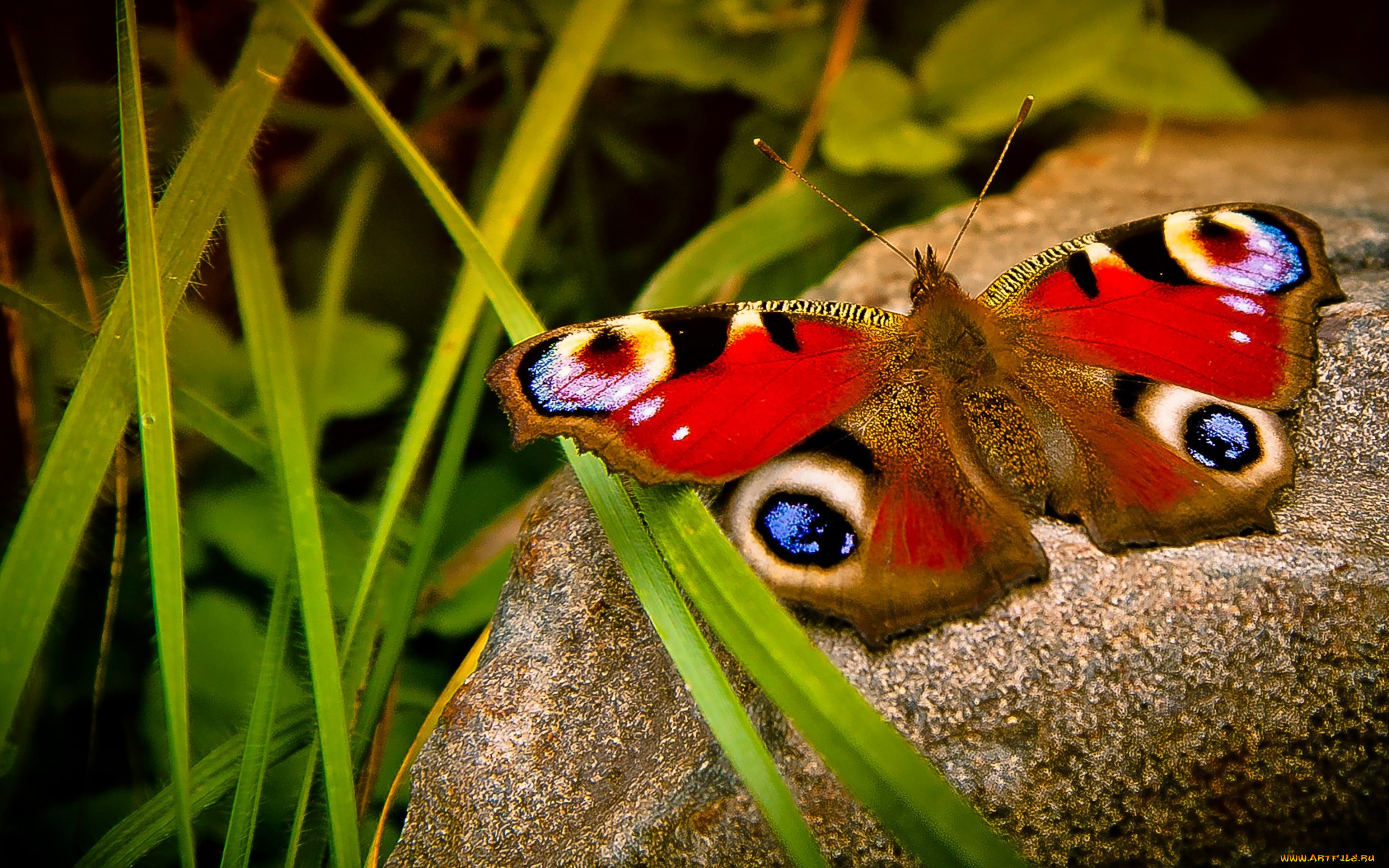 животные, бабочки, , мотыльки, , моли, природа, макро, насекомые, бабочка, камень, трава