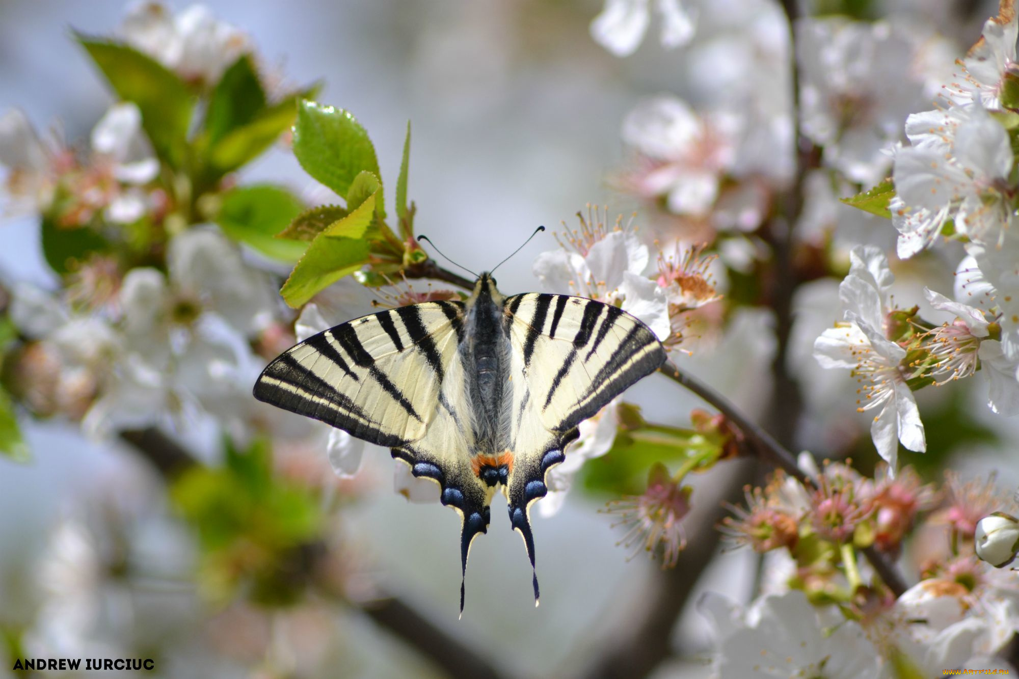 животные, бабочки, , мотыльки, , моли, природа, макро, насекомые, бабочка, красота, флора, цветы, фауна, апрель