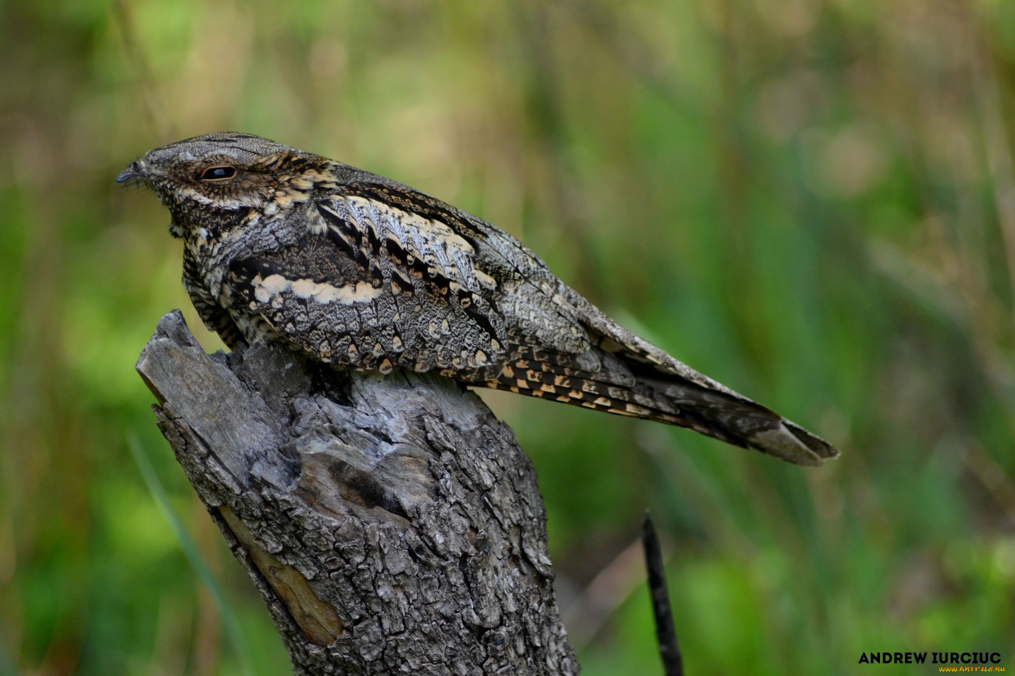 животные, птицы, птица, природа, весна, красота