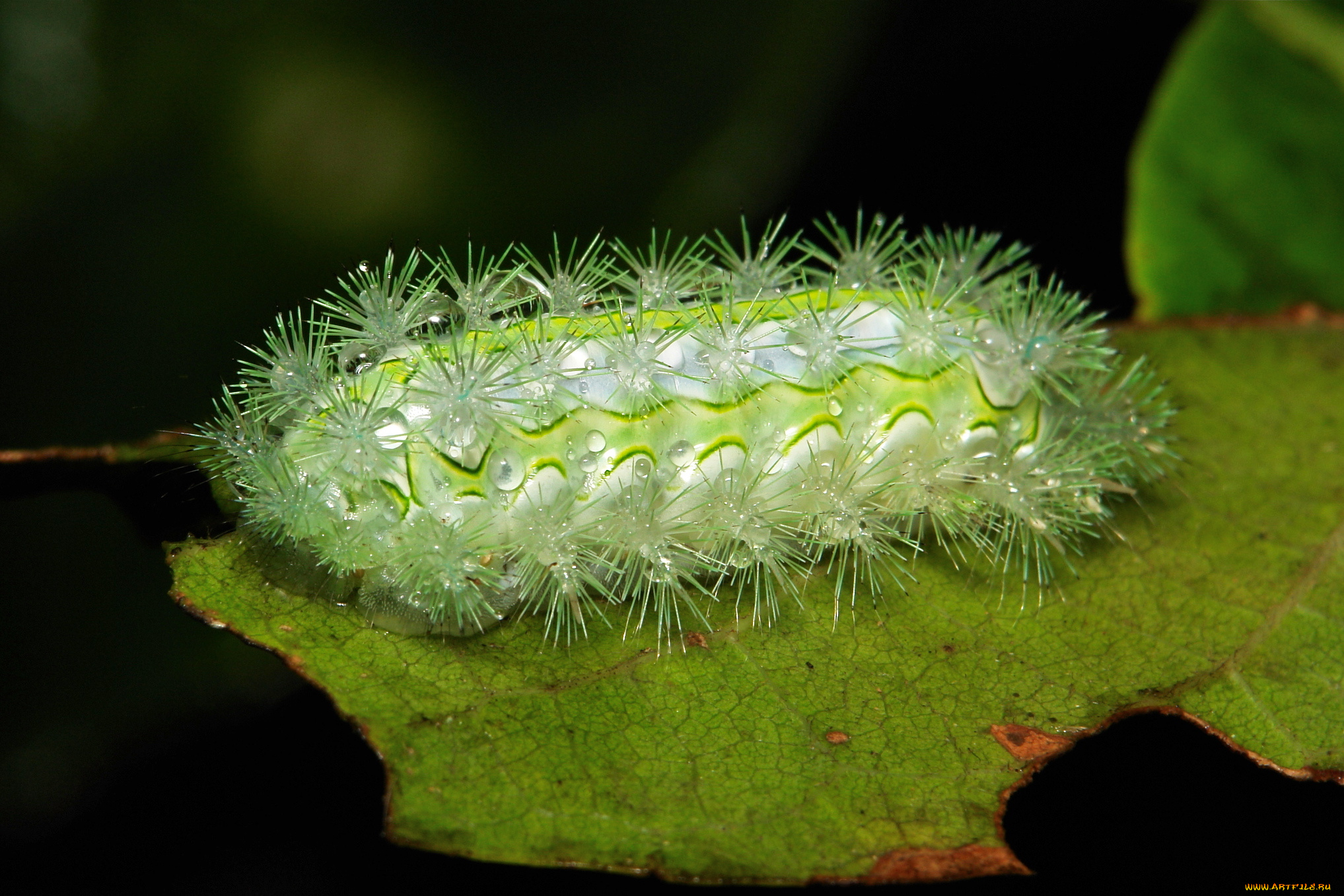 животные, гусеницы, лист, гусеница, макро, itchydogimages, капли, роса, утро