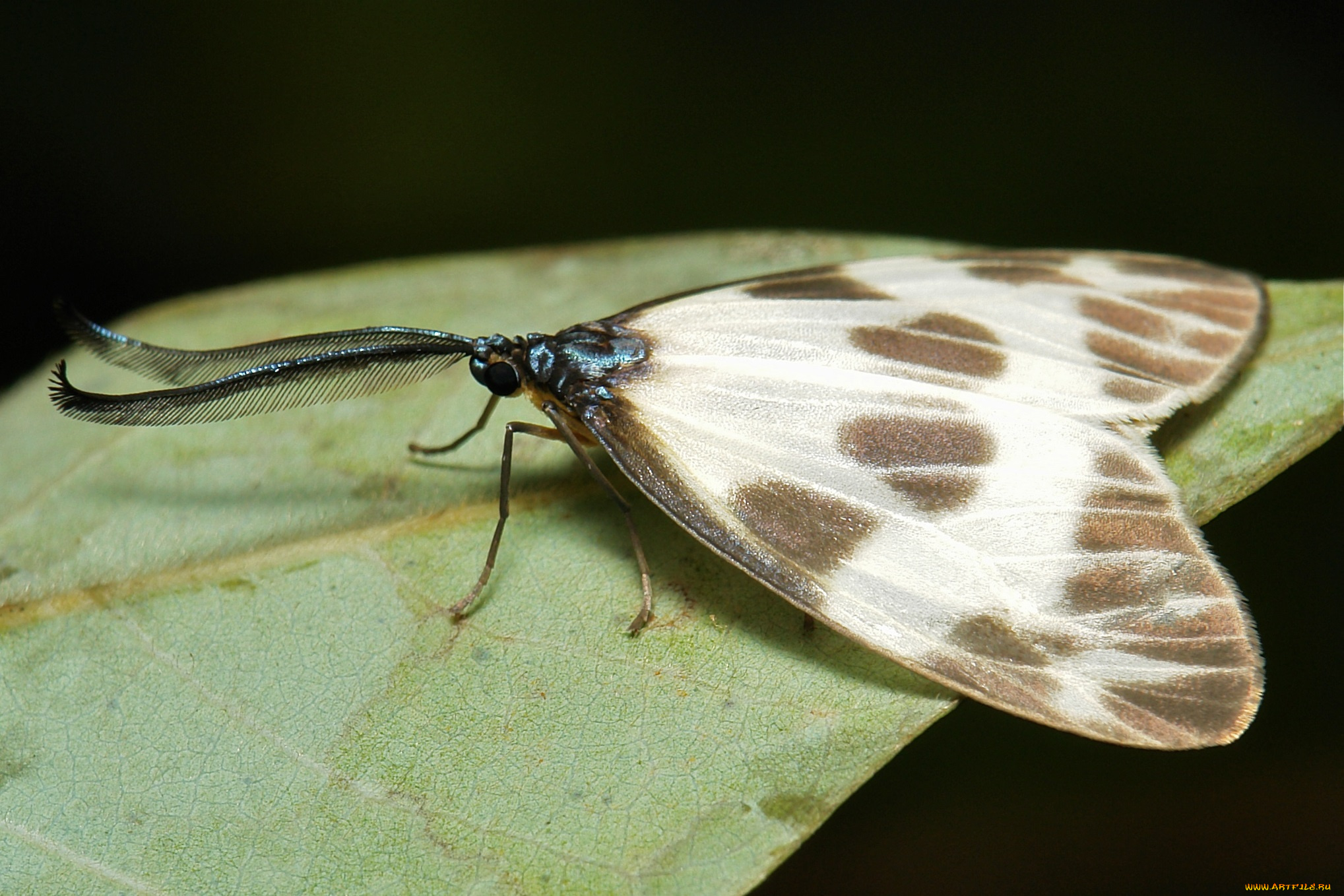 животные, бабочки, , мотыльки, , моли, узор, усики, крылья, моль, макро, itchydogimages