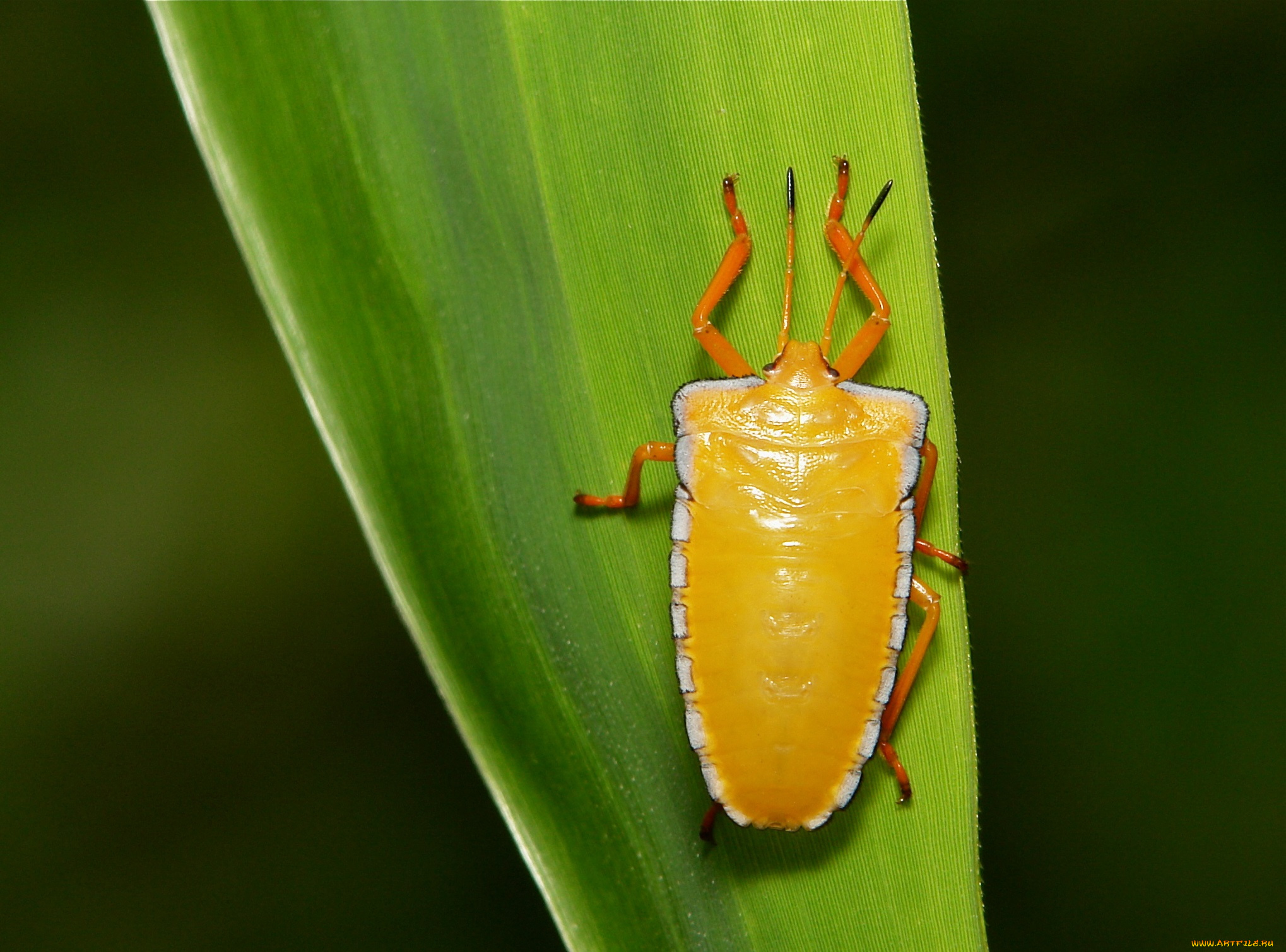 животные, насекомые, itchydogimages, макро, жук, лист