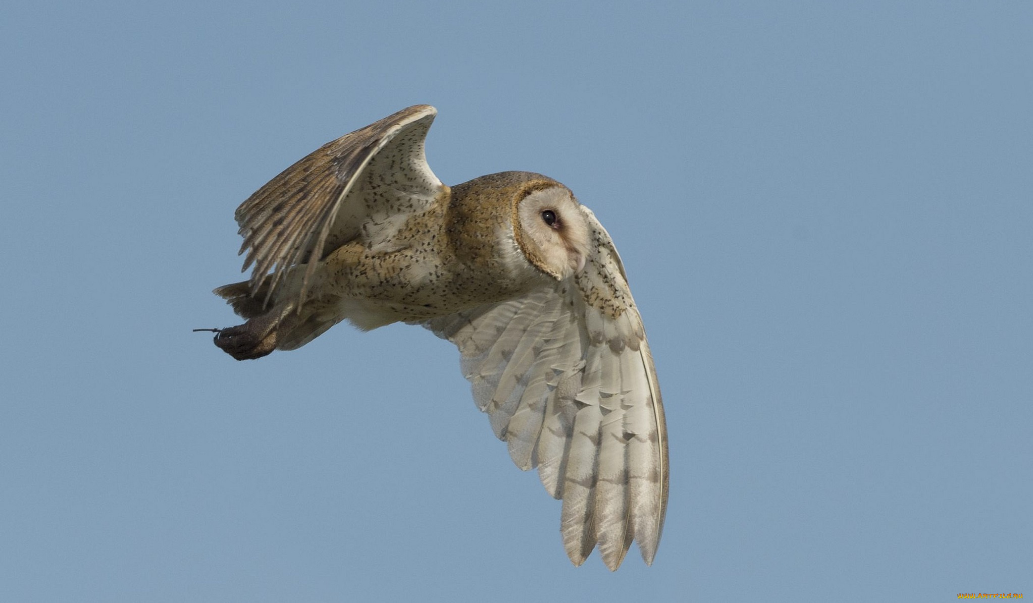 животные, совы, полярная, сова