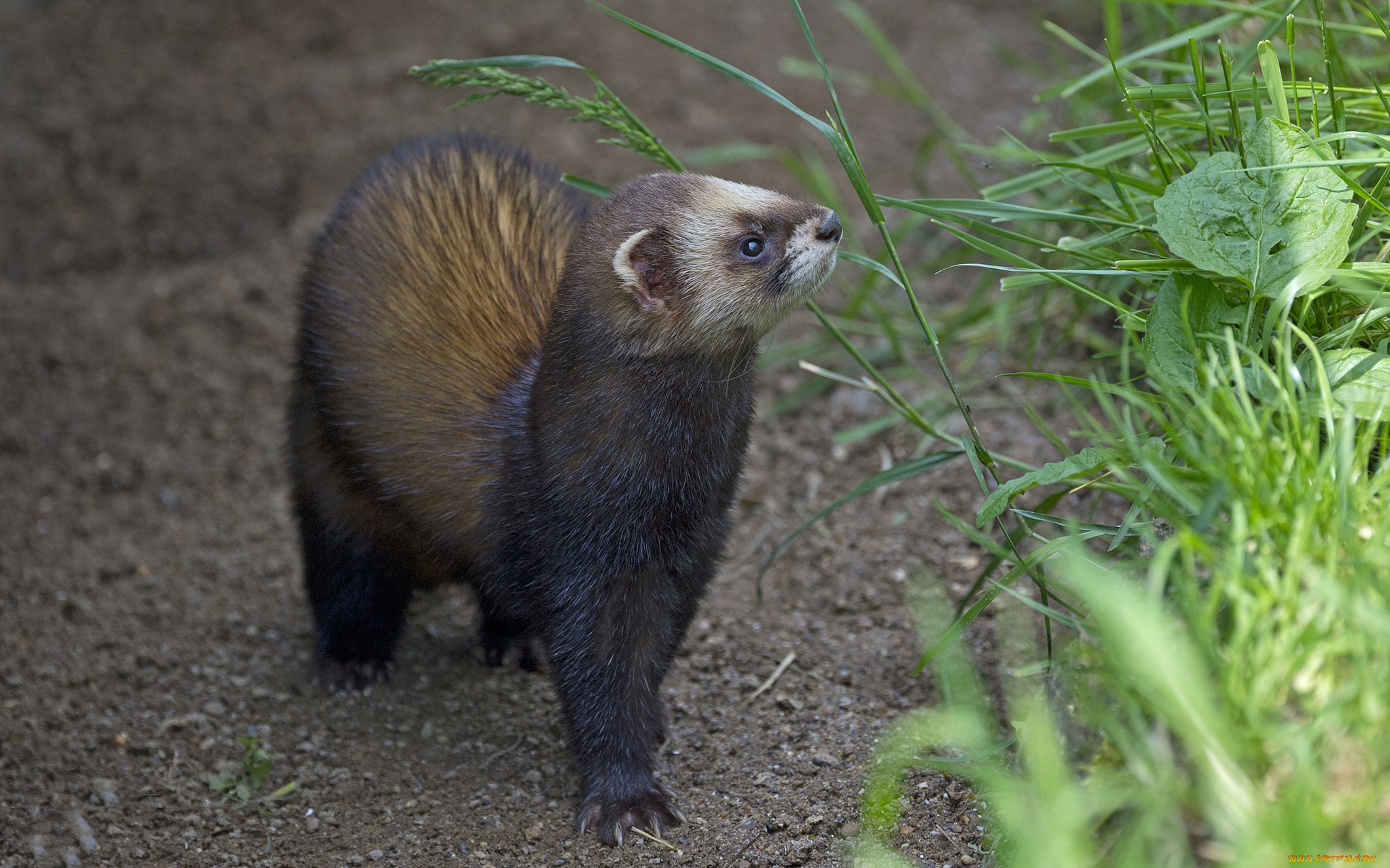 животные, хорьки, , куницы, , горностаи, , ласки, , соболи, соболь