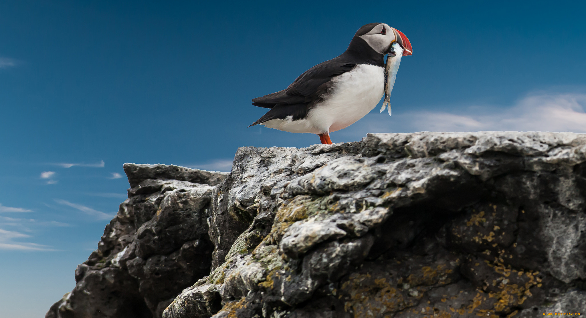 животные, птицы, тупик