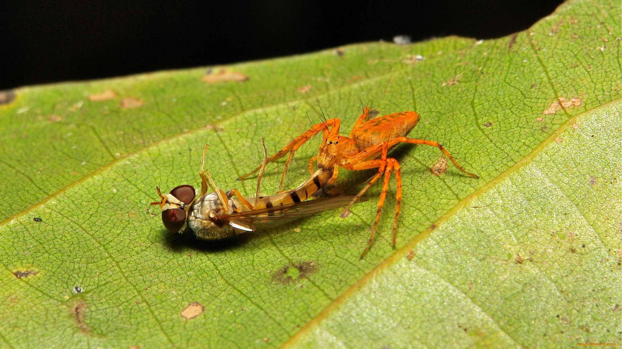 животные, пауки, лист, паук, макро, itchydogimages