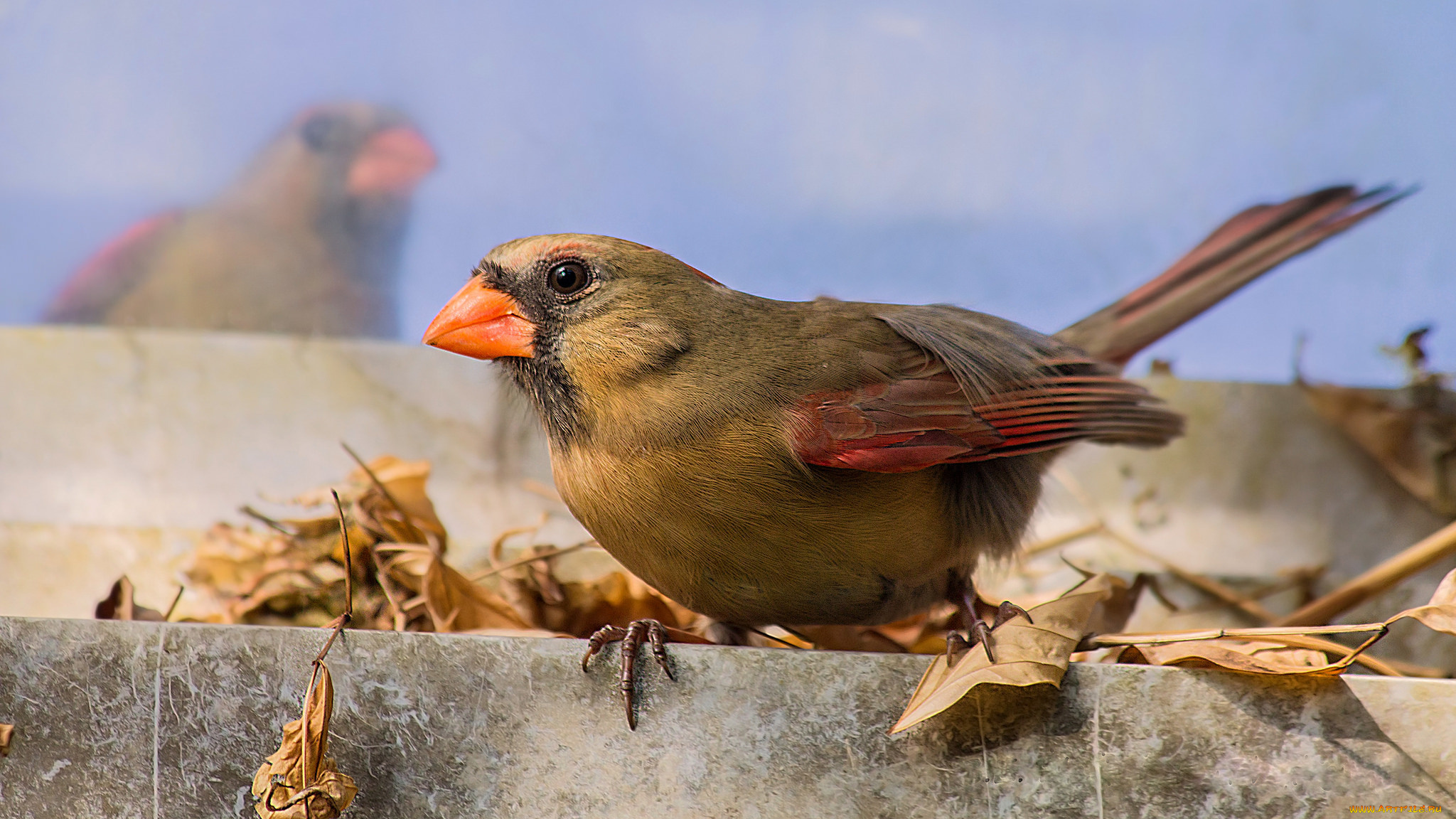 животные, птицы, птичка
