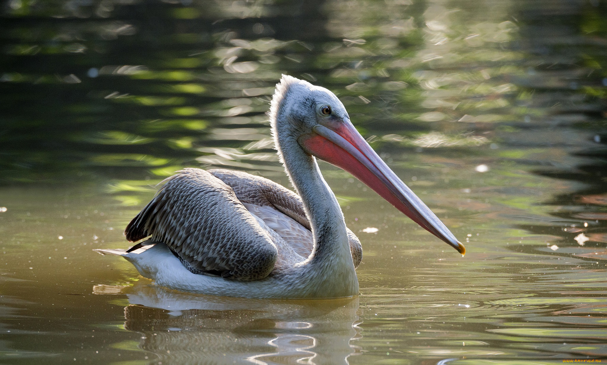 животные, пеликаны, пеликан
