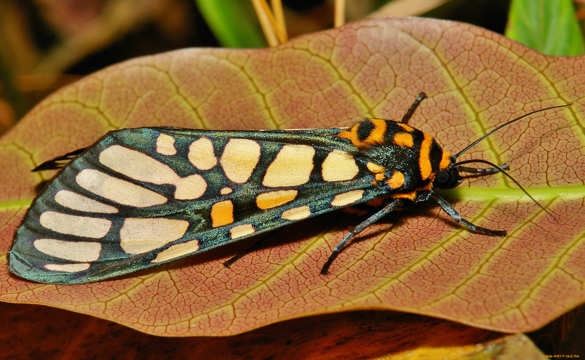 животные, бабочки, , мотыльки, , моли, моль, бабочка, макро, itchydogimages