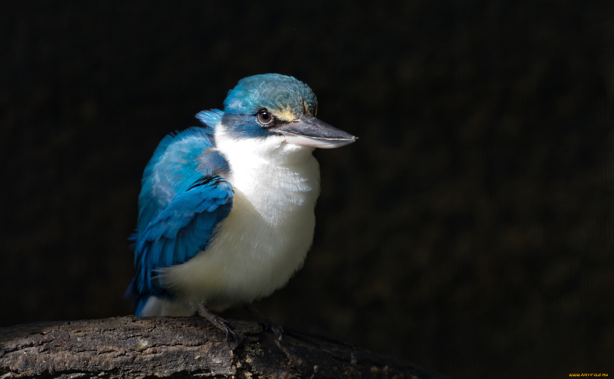 животные, зимородки, птичка