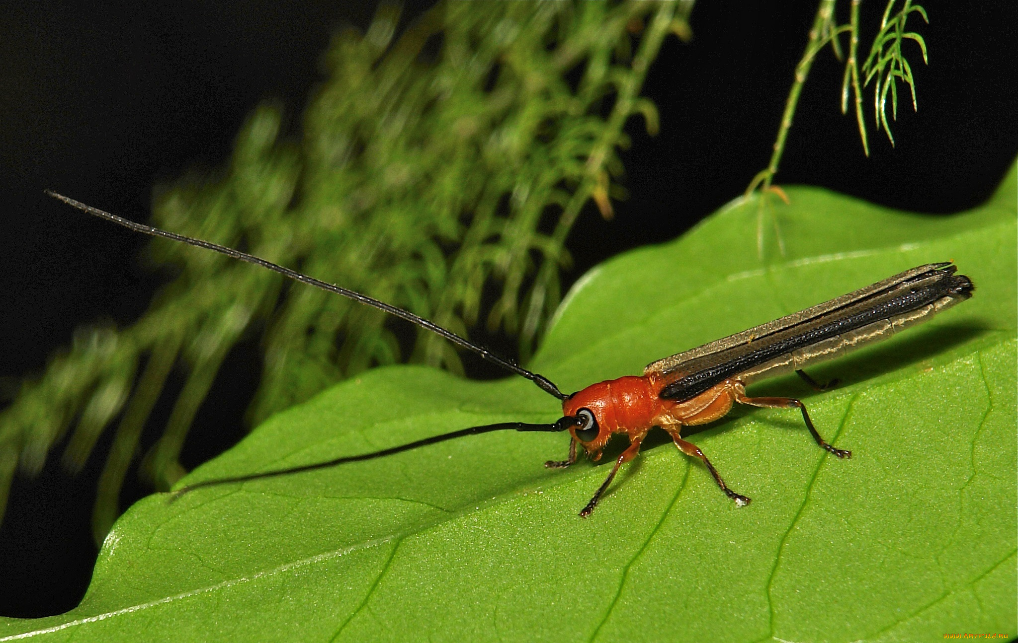 животные, насекомые, макро, насекомое, itchydogimages