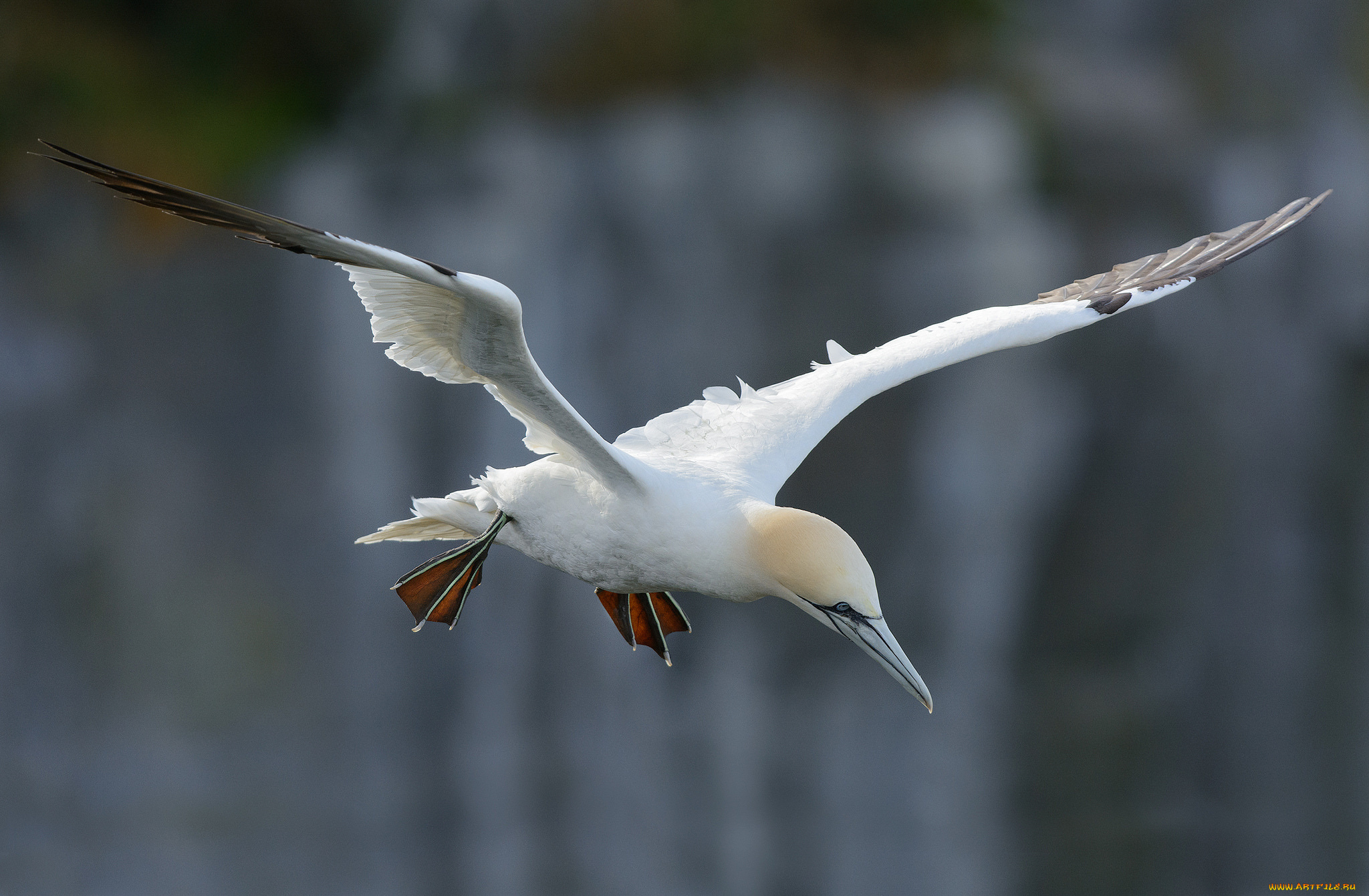животные, Чайки, , бакланы, , крачки, олуш