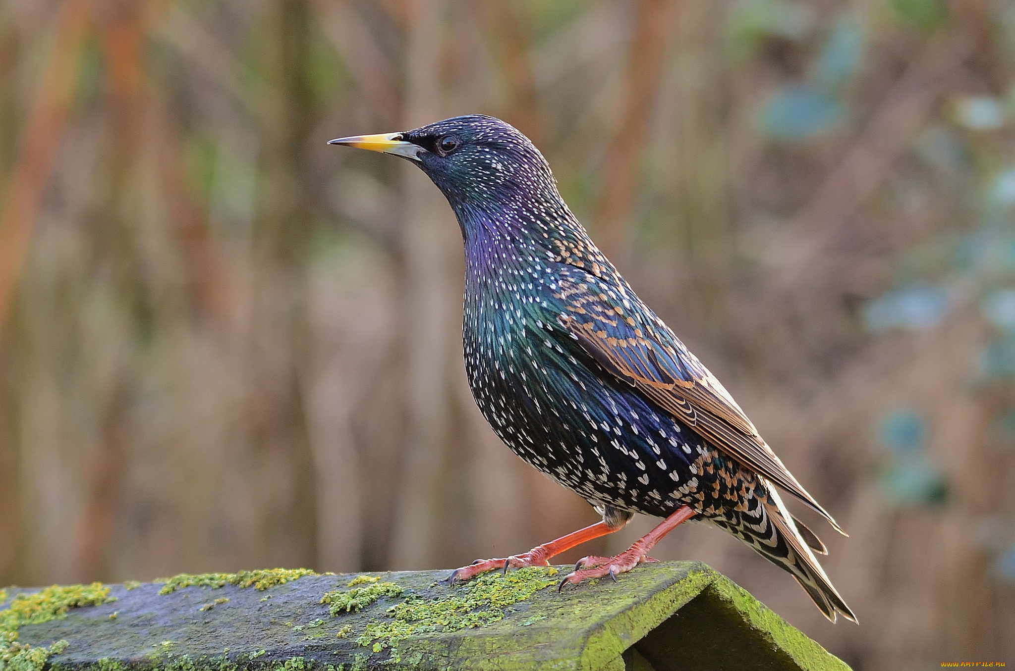 животные, вороны, , грачи, , галки, скворец