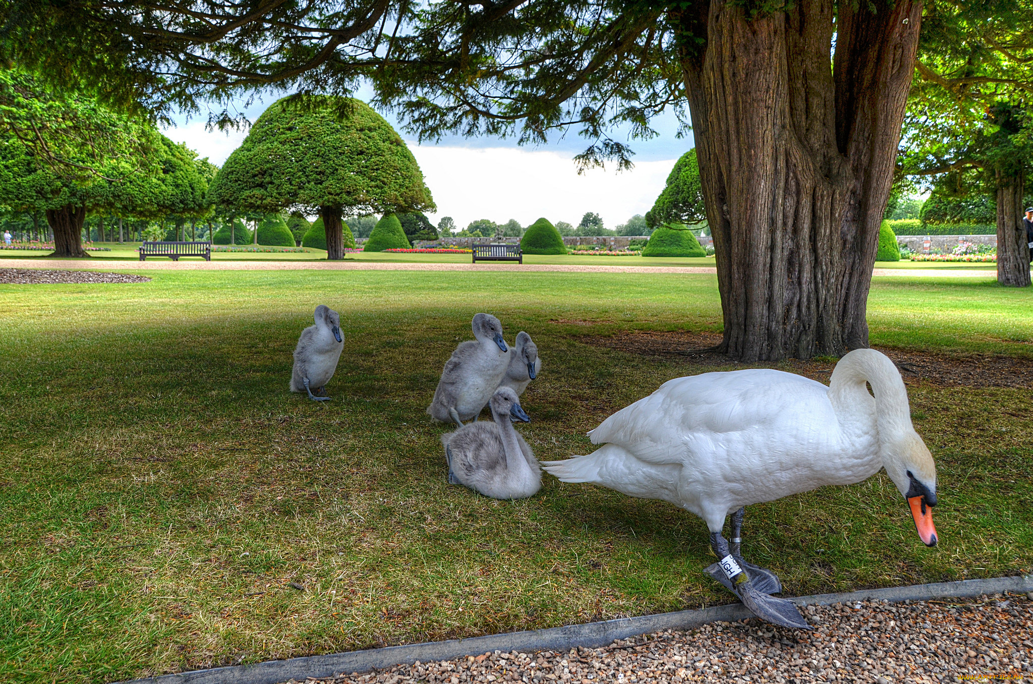 животные, лебеди, птенцы, лебедь