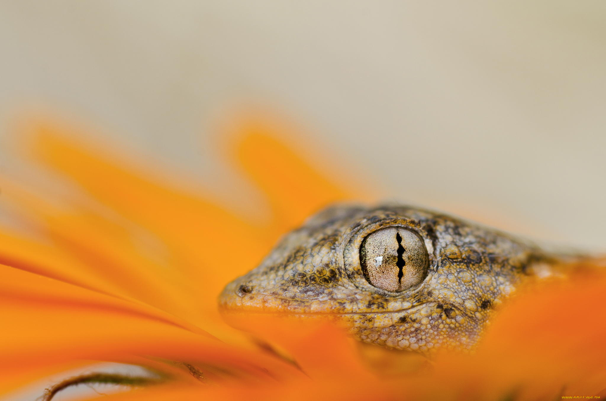 животные, Ящерицы, , игуаны, , вараны, макро, оранжевый, цветок, ящерица