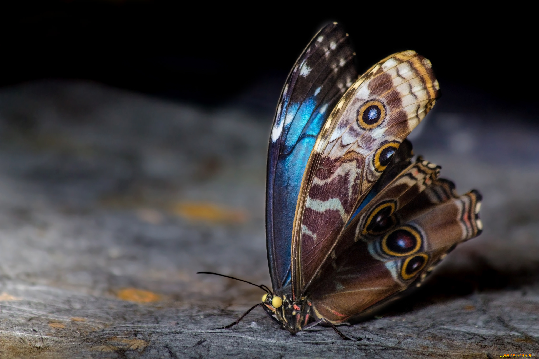 животные, бабочки, , мотыльки, , моли, бабочка