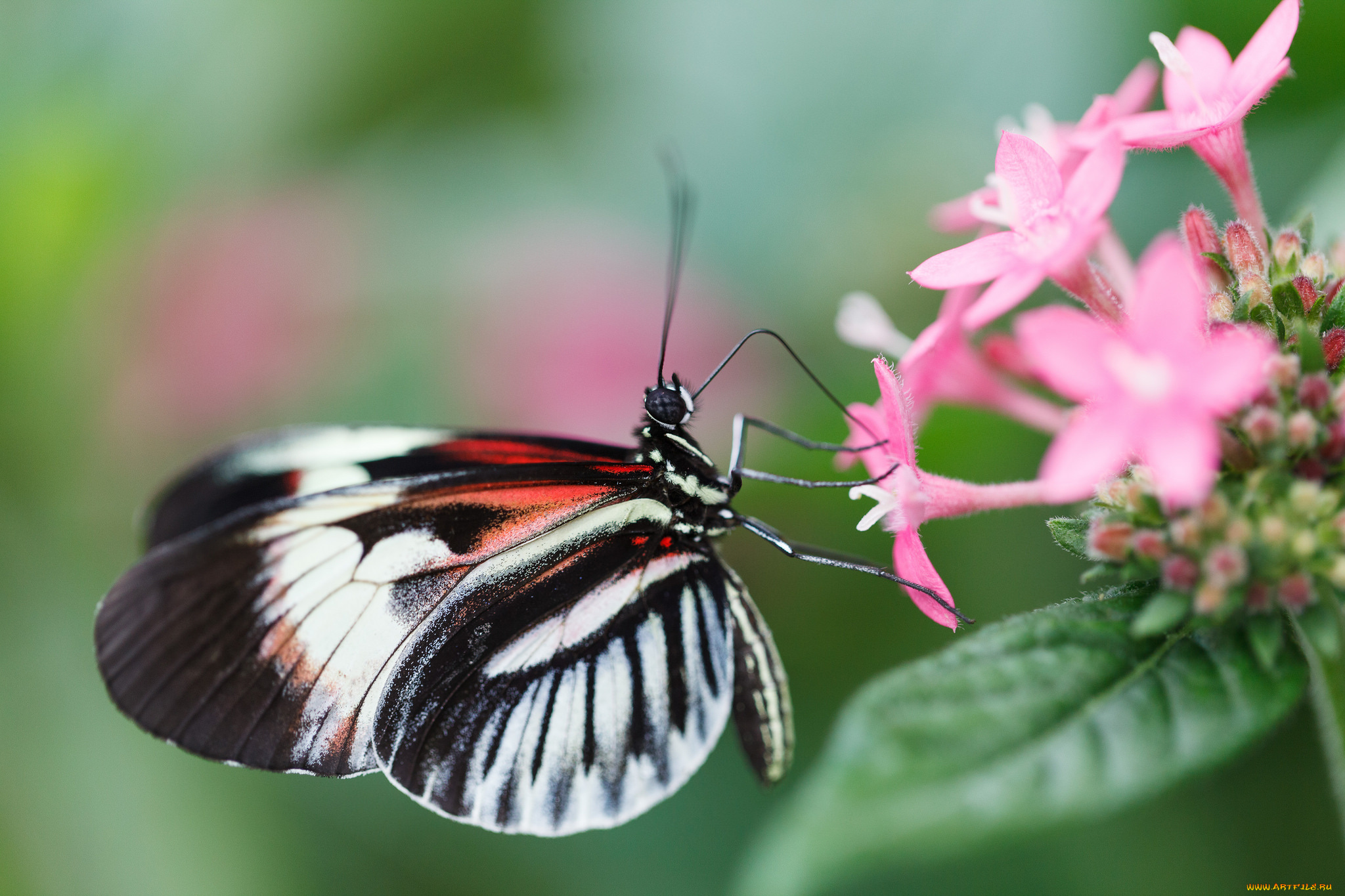 животные, бабочки, , мотыльки, , моли, бабочка