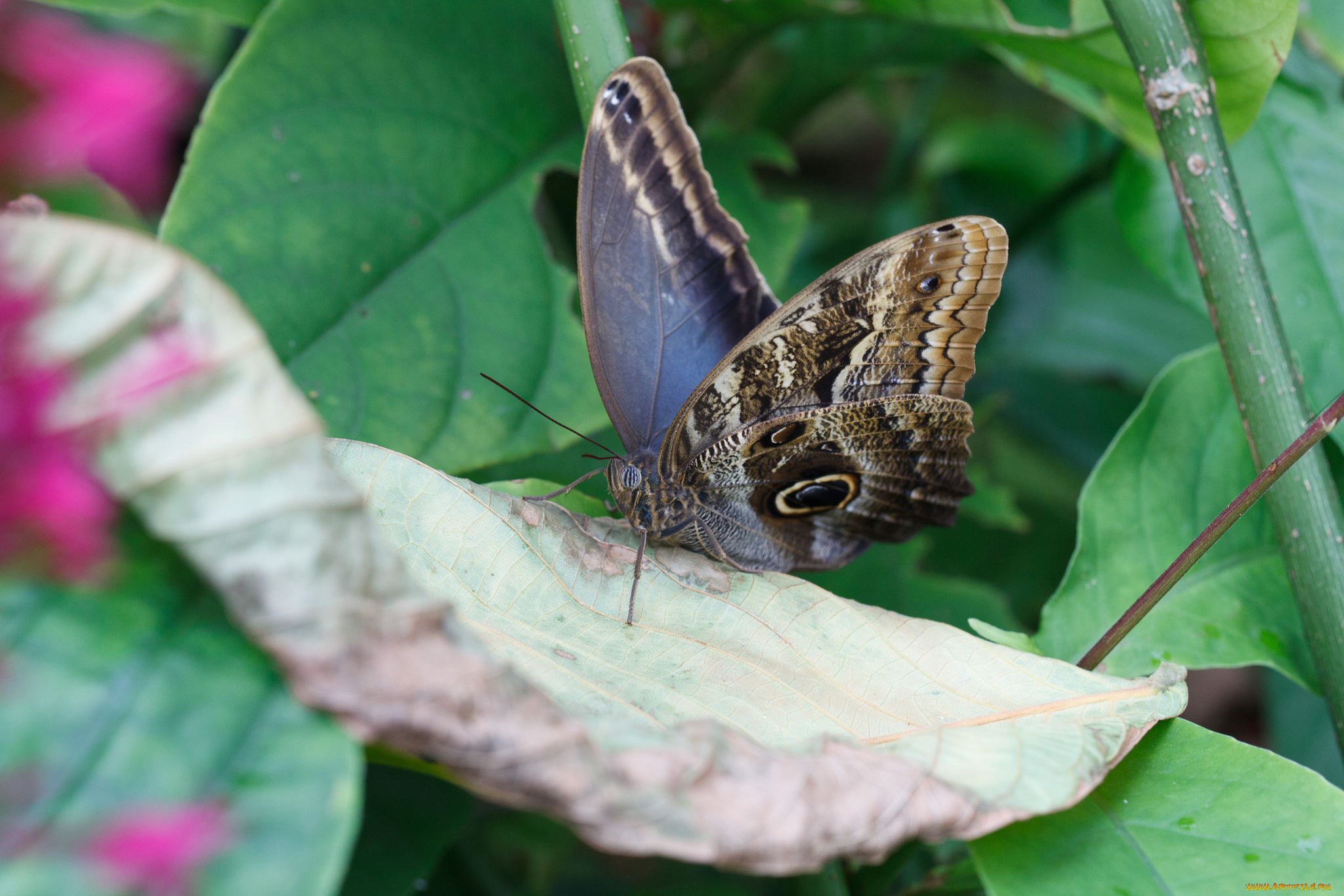 животные, бабочки, , мотыльки, , моли, бабочка