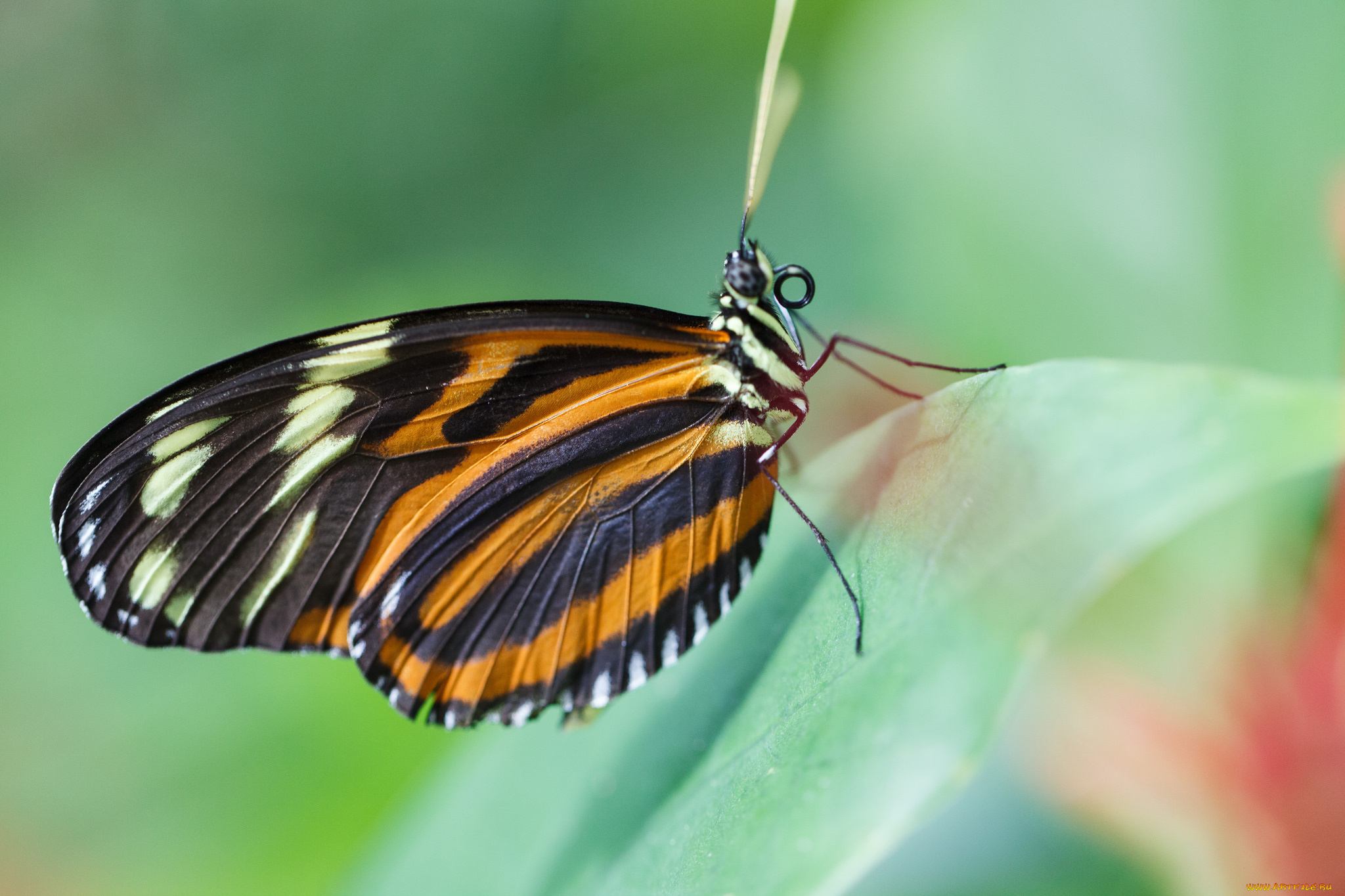 животные, бабочки, , мотыльки, , моли, бабочка