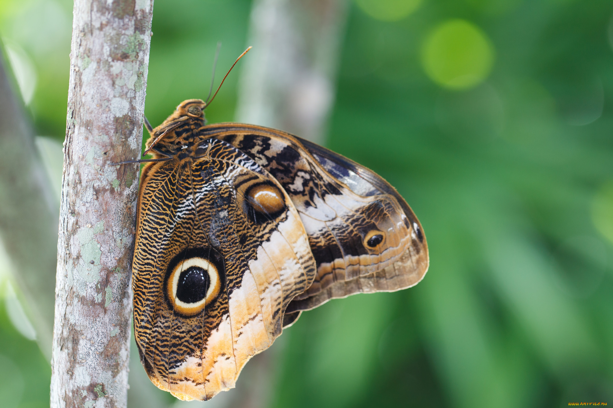 животные, бабочки, , мотыльки, , моли, бабочка