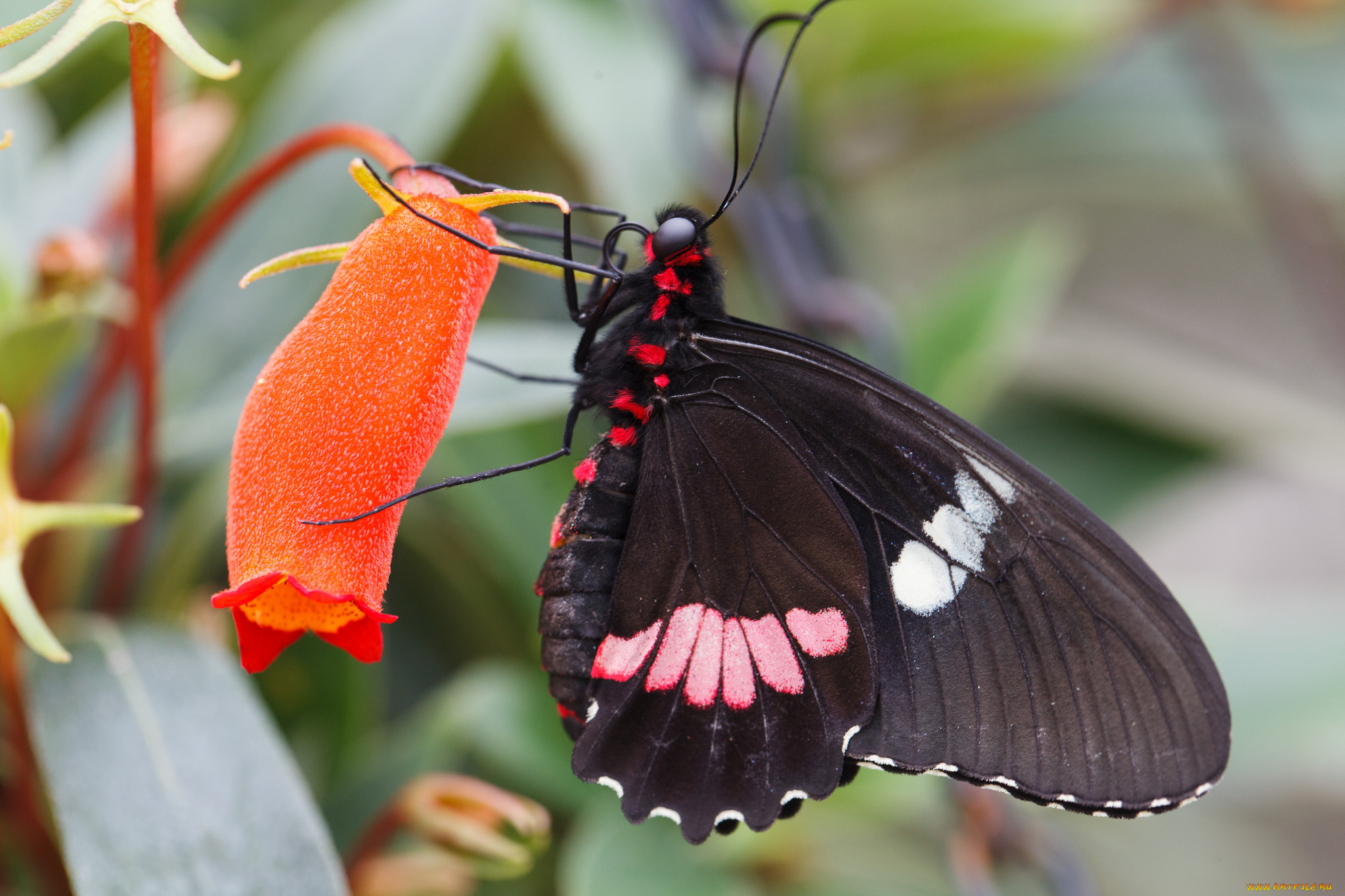 животные, бабочки, , мотыльки, , моли, бабочка